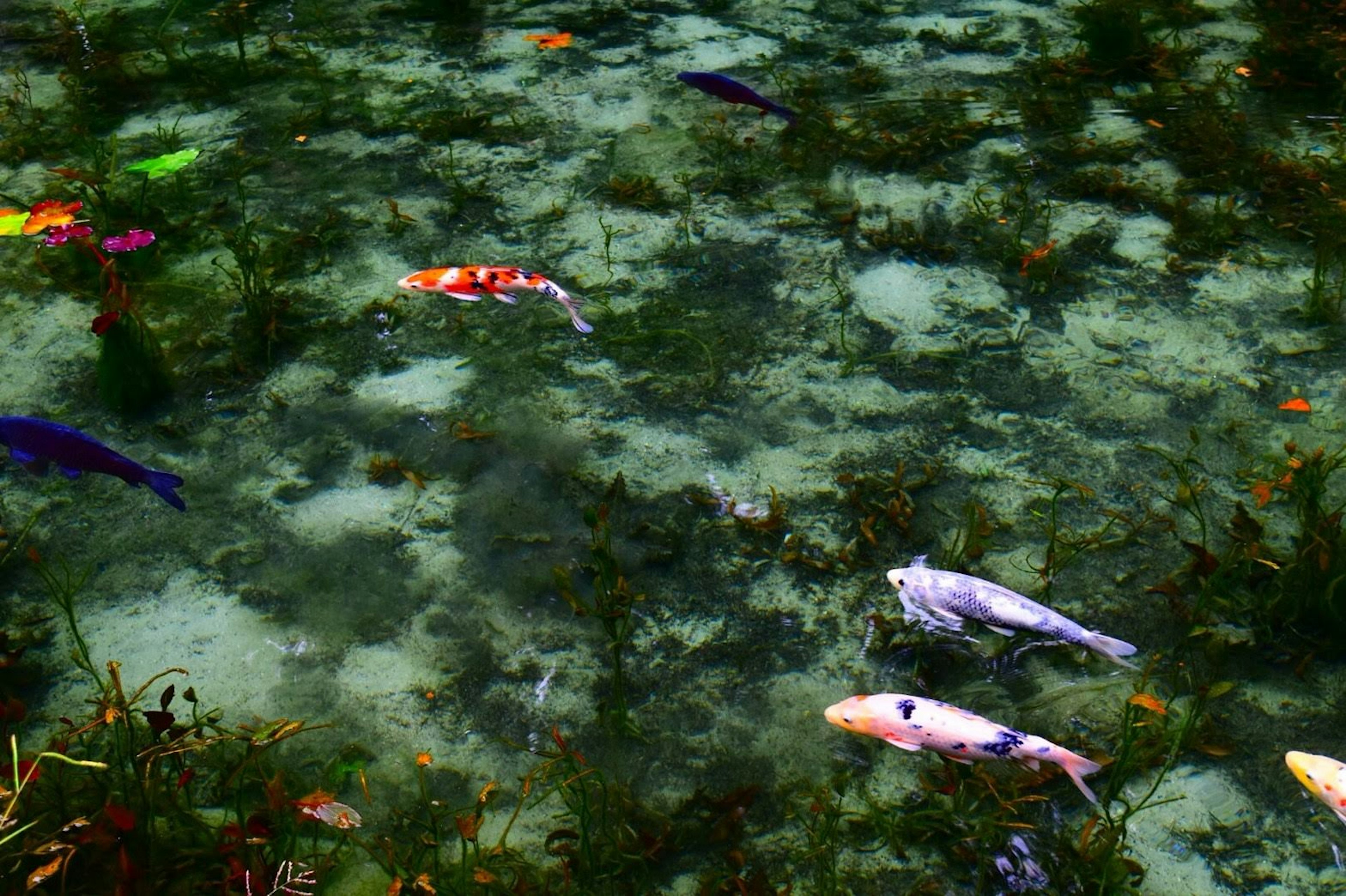 Colorful koi fish swimming among aquatic plants in clear water