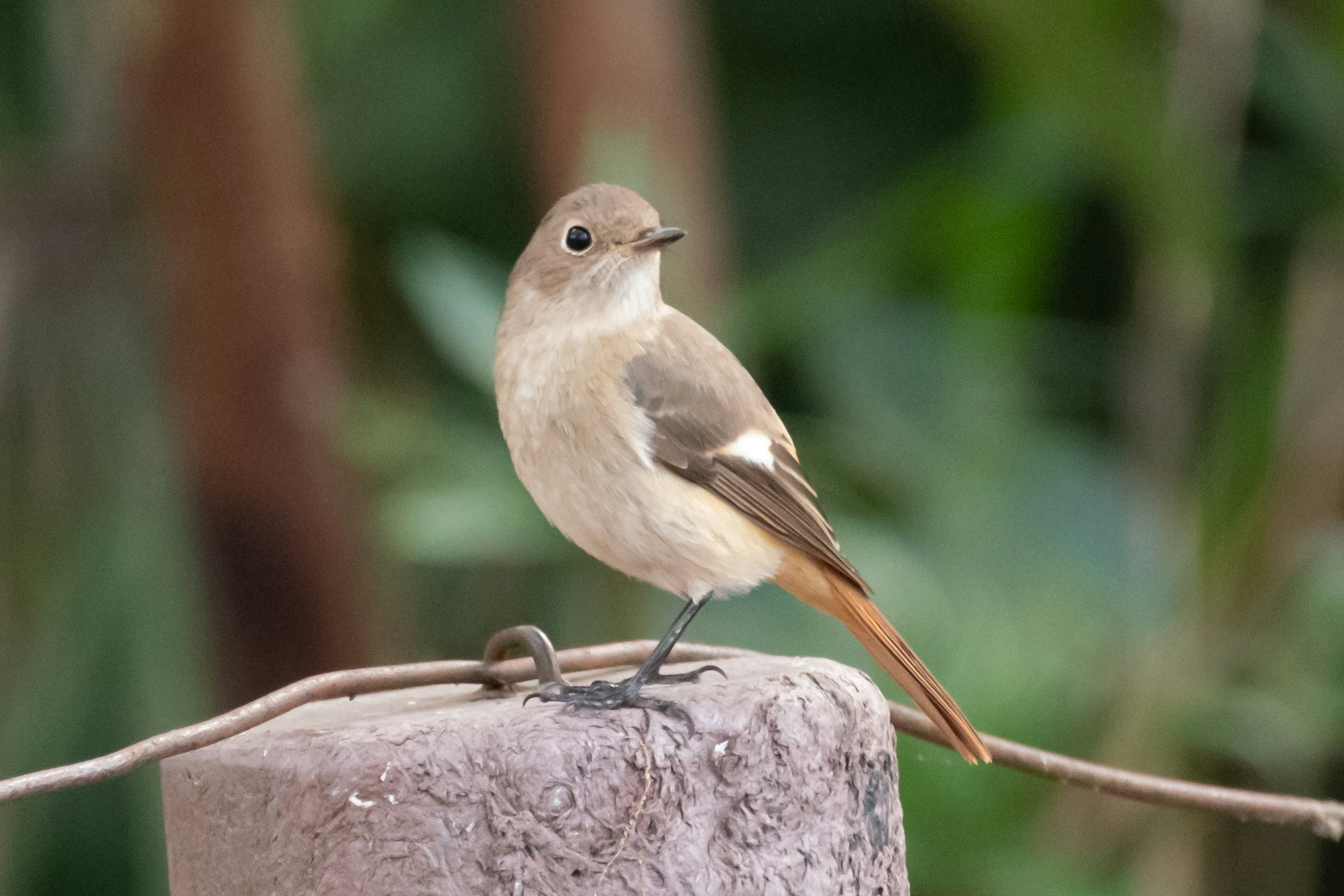 A small bird perched on a wooden post