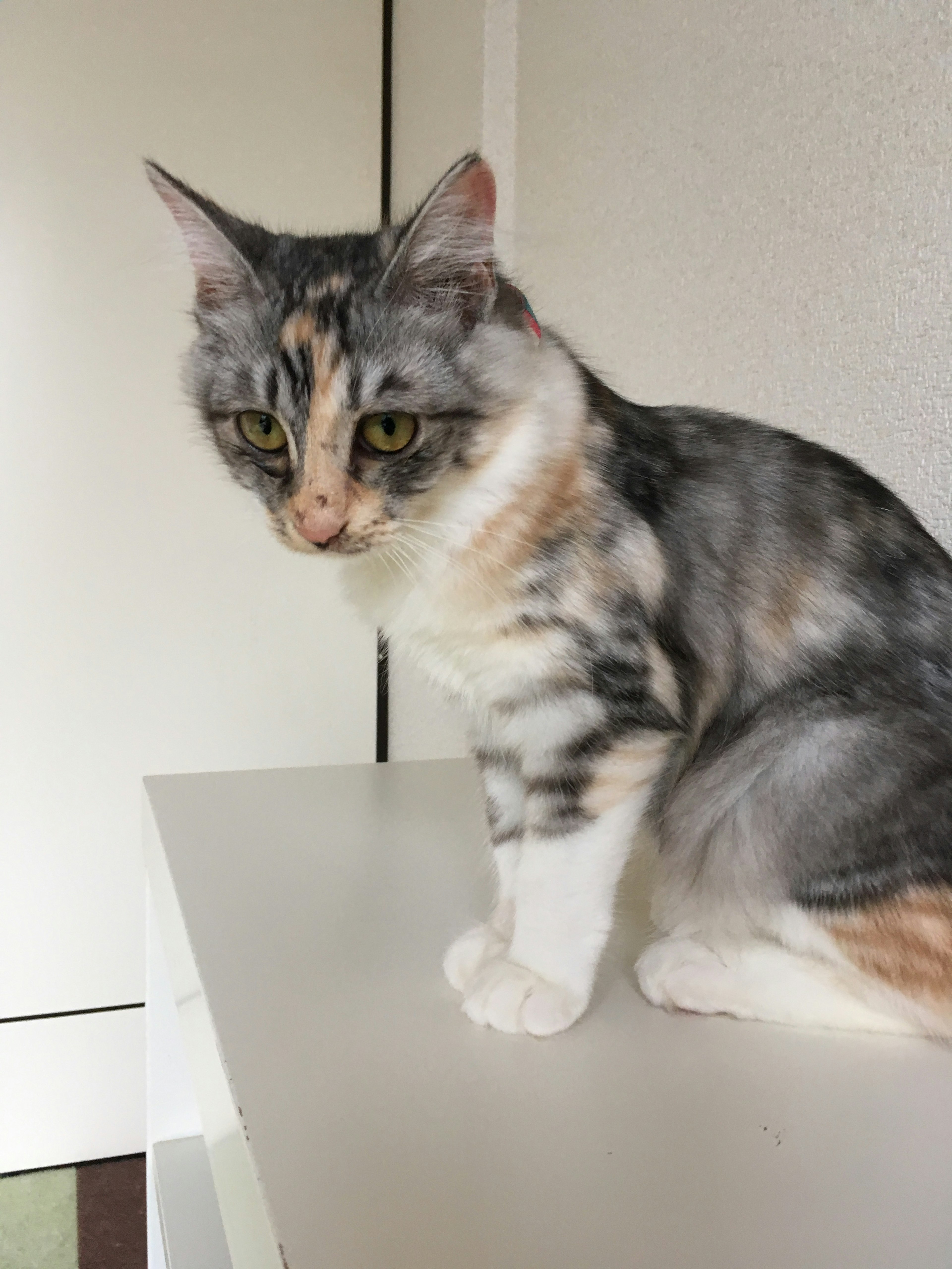 A gray and cream colored cat sitting on a table