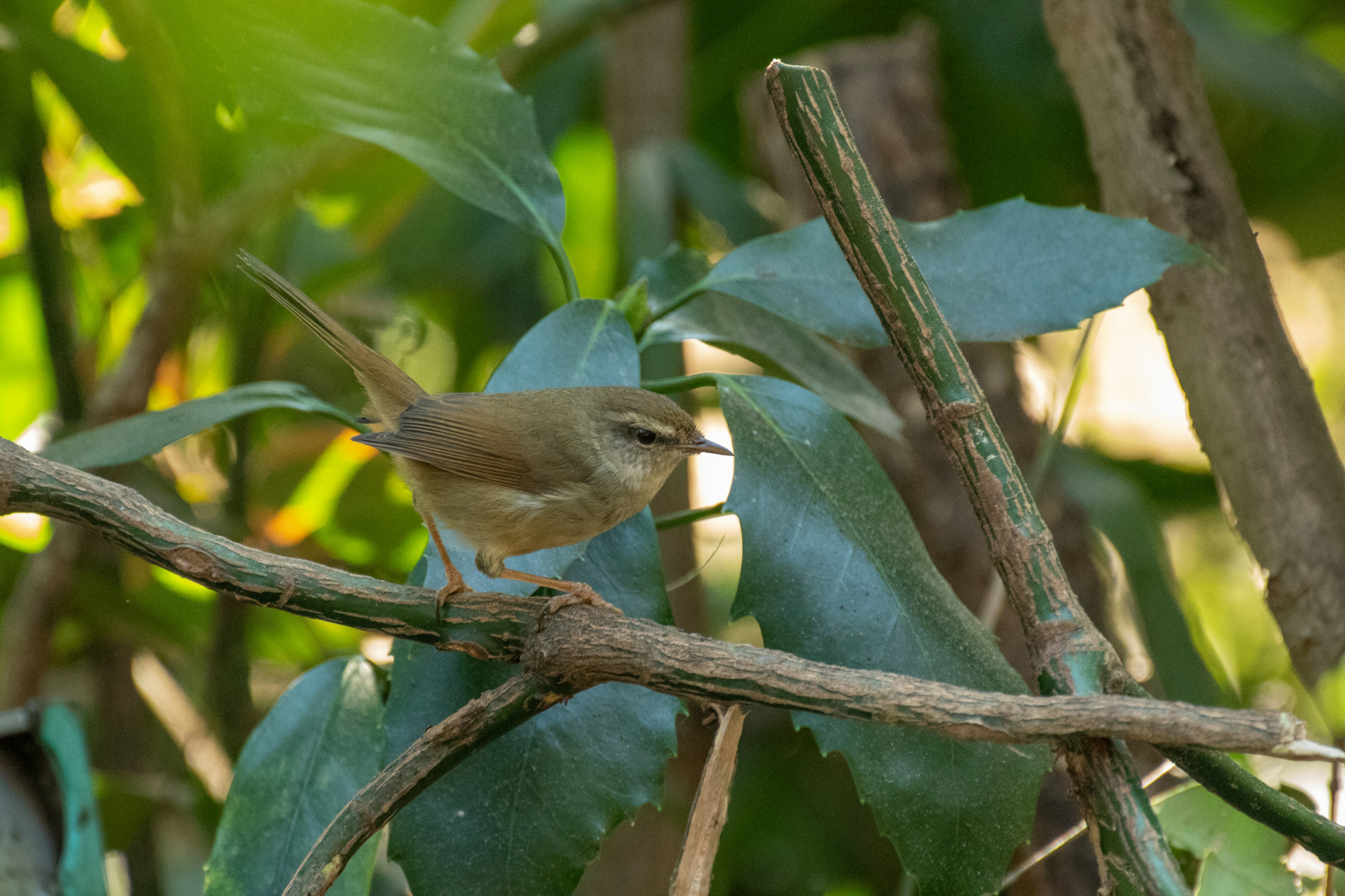 Burung kecil bertengger di antara daun hijau