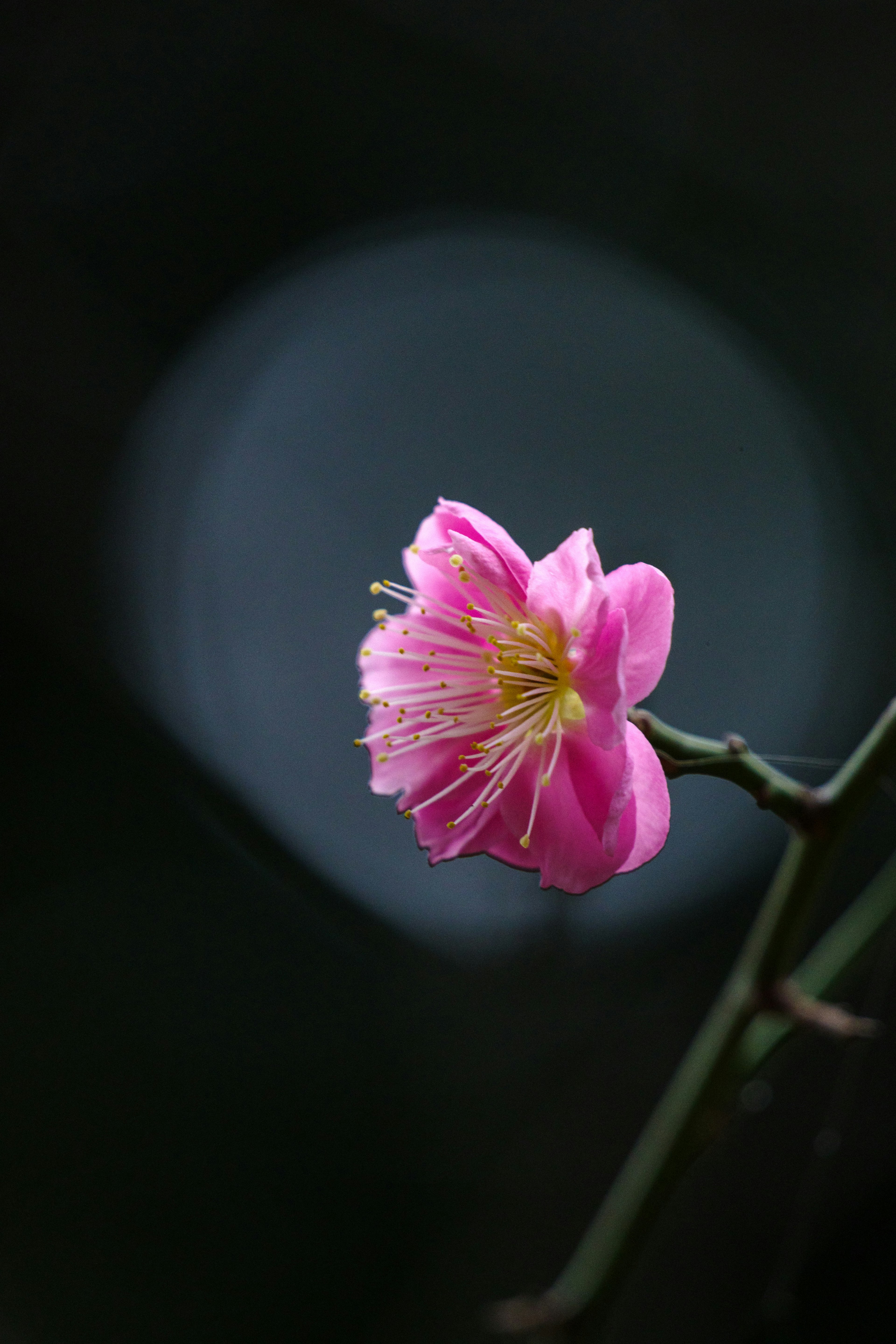 A vibrant pink flower blooming against a dark background