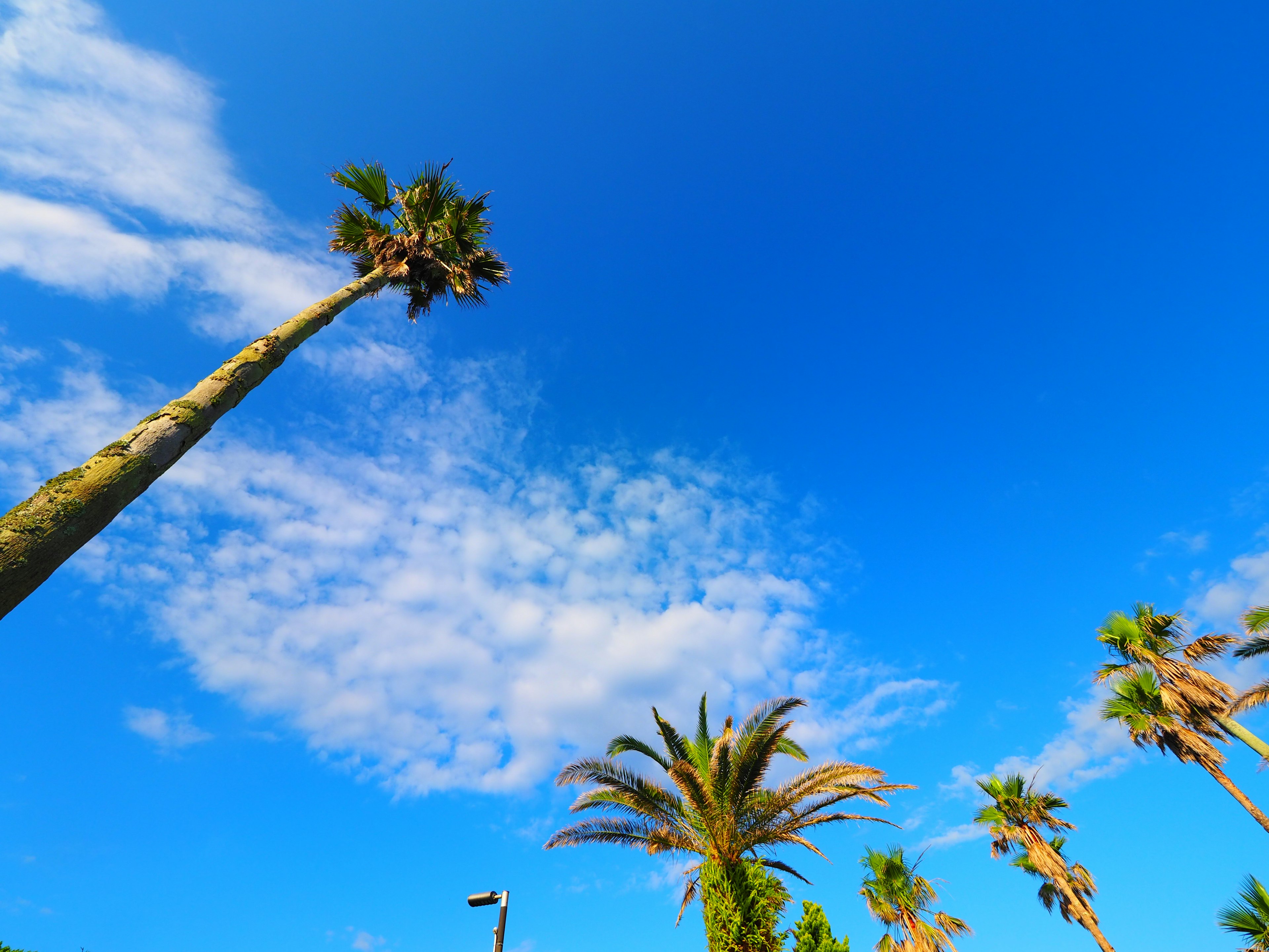 Tall palm trees against a bright blue sky with fluffy white clouds