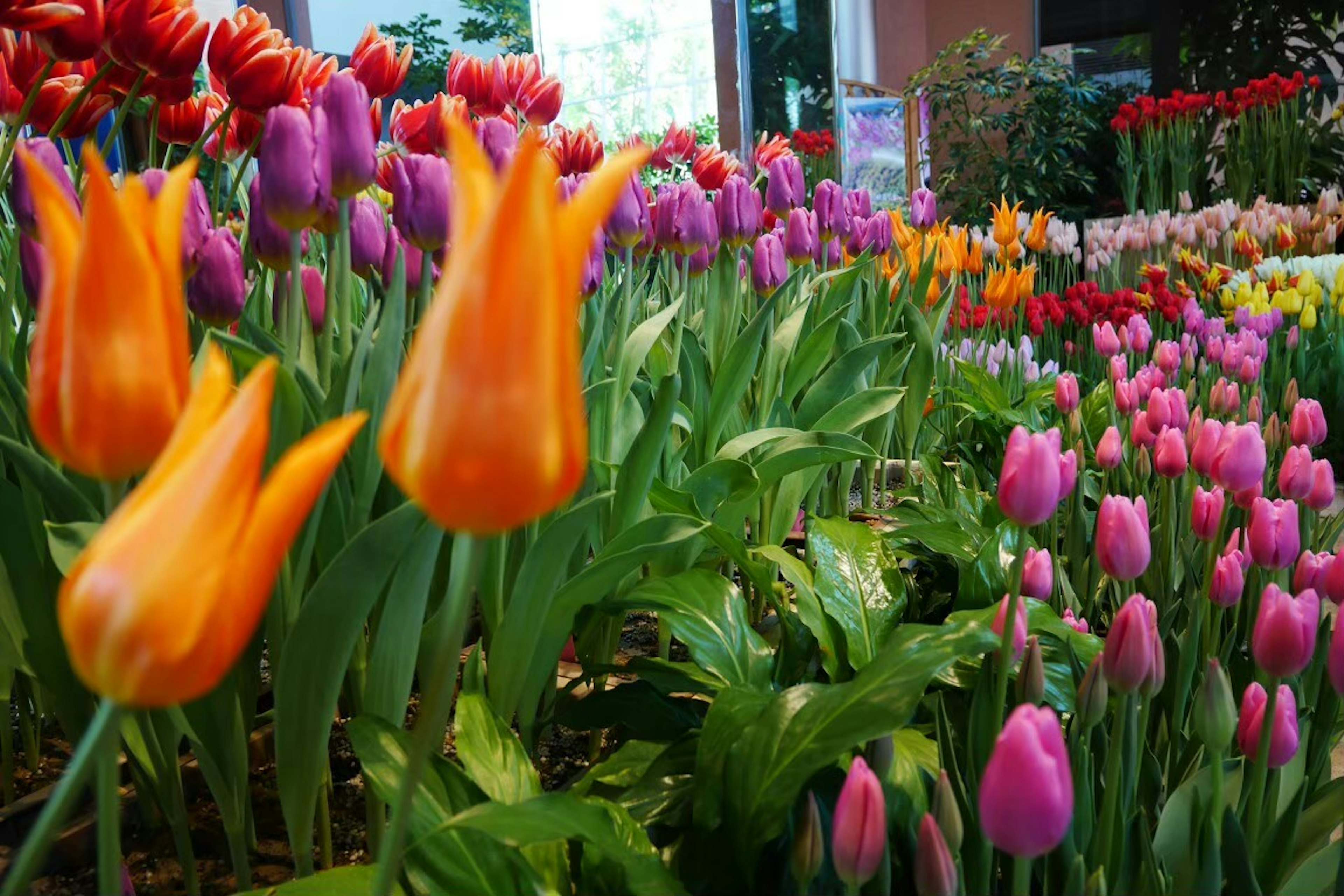 Parterre de flores vibrante con tulipanes coloridos en varias tonalidades