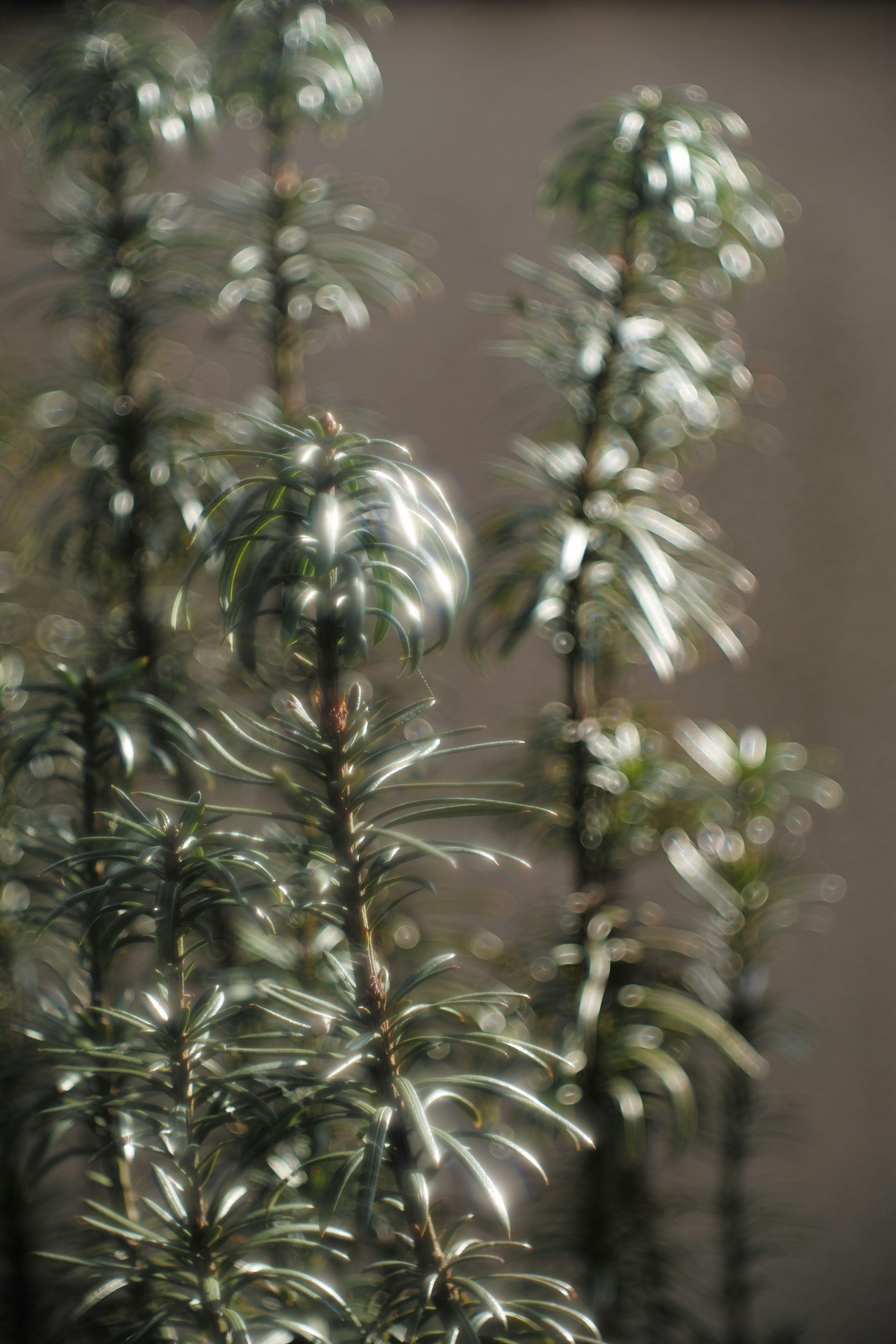 Green plants standing in a blurred background