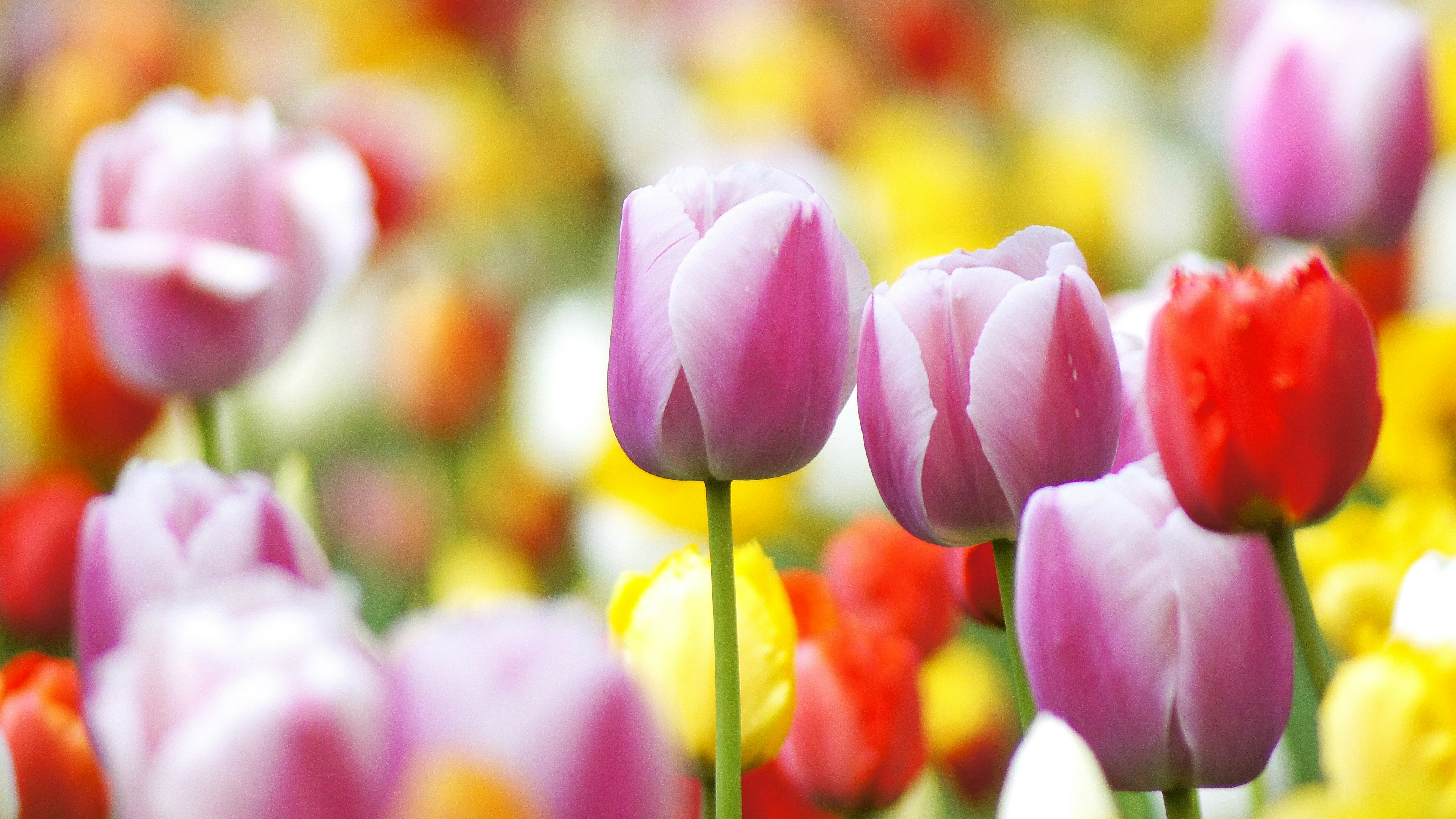 Gros plan d'un champ de tulipes colorées avec des fleurs roses rouges et jaunes