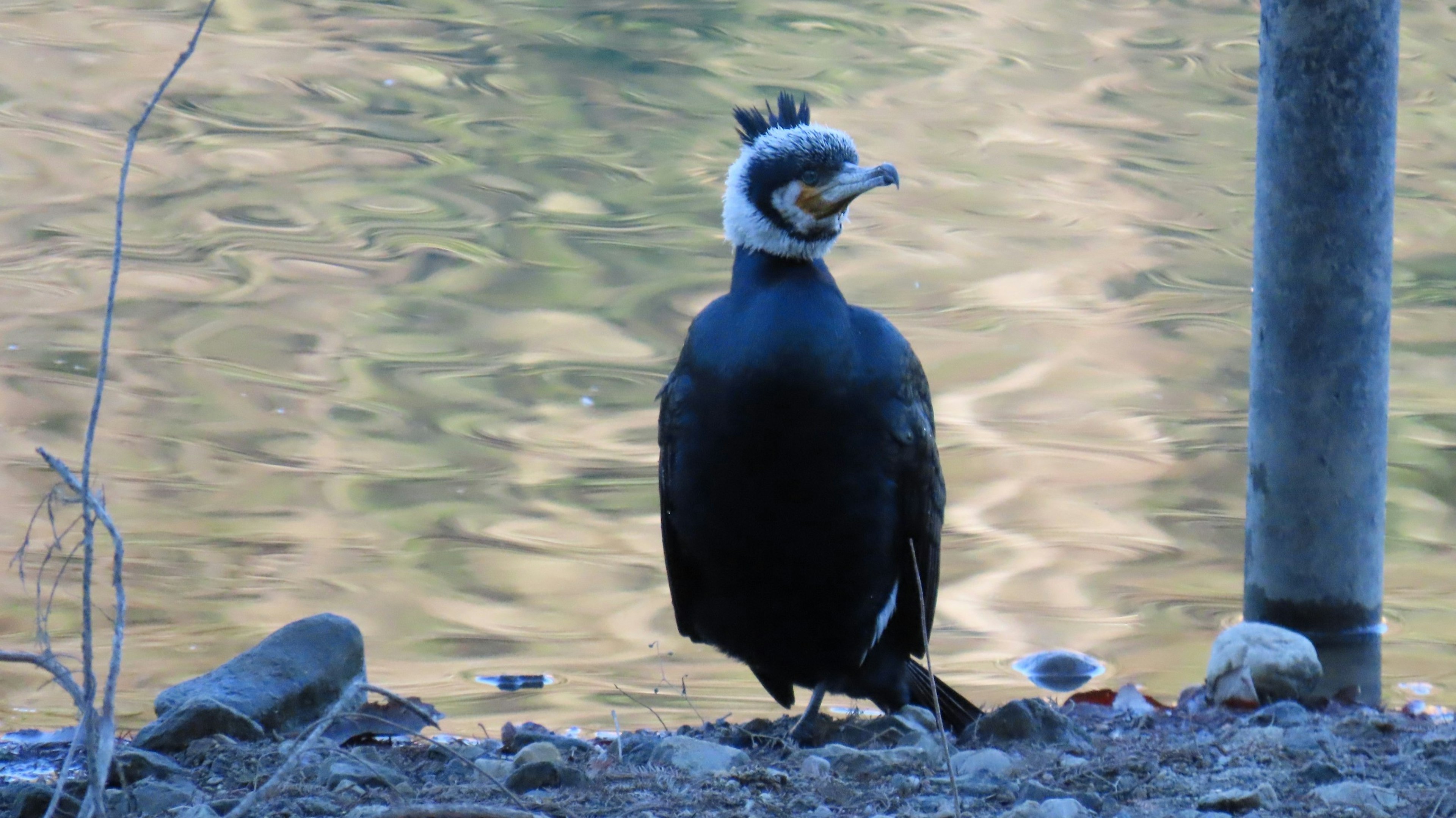 Ein schwarzer Vogel am Wasser mit einem markanten Kamm