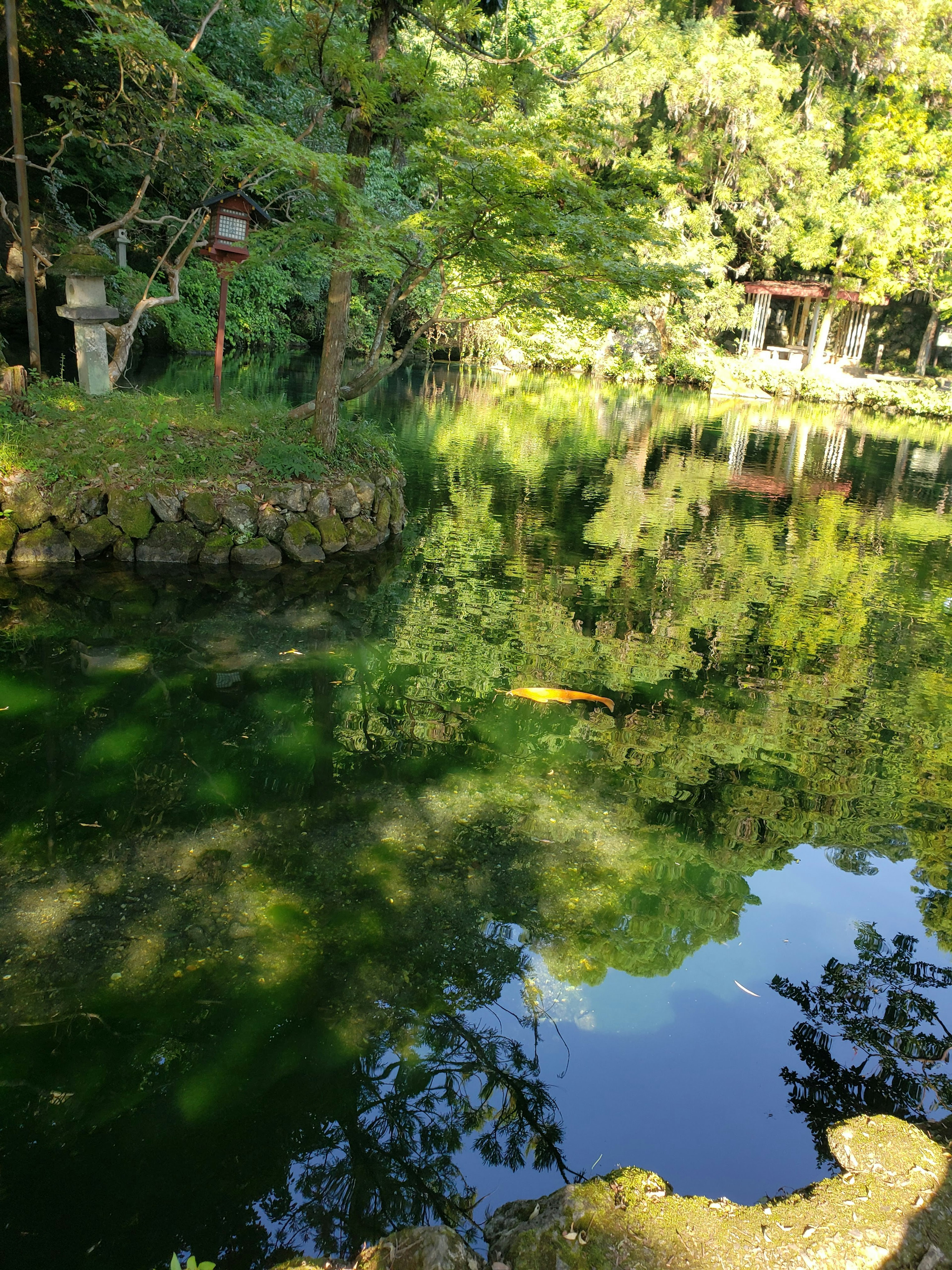 Serene pond reflecting green trees in a tranquil setting