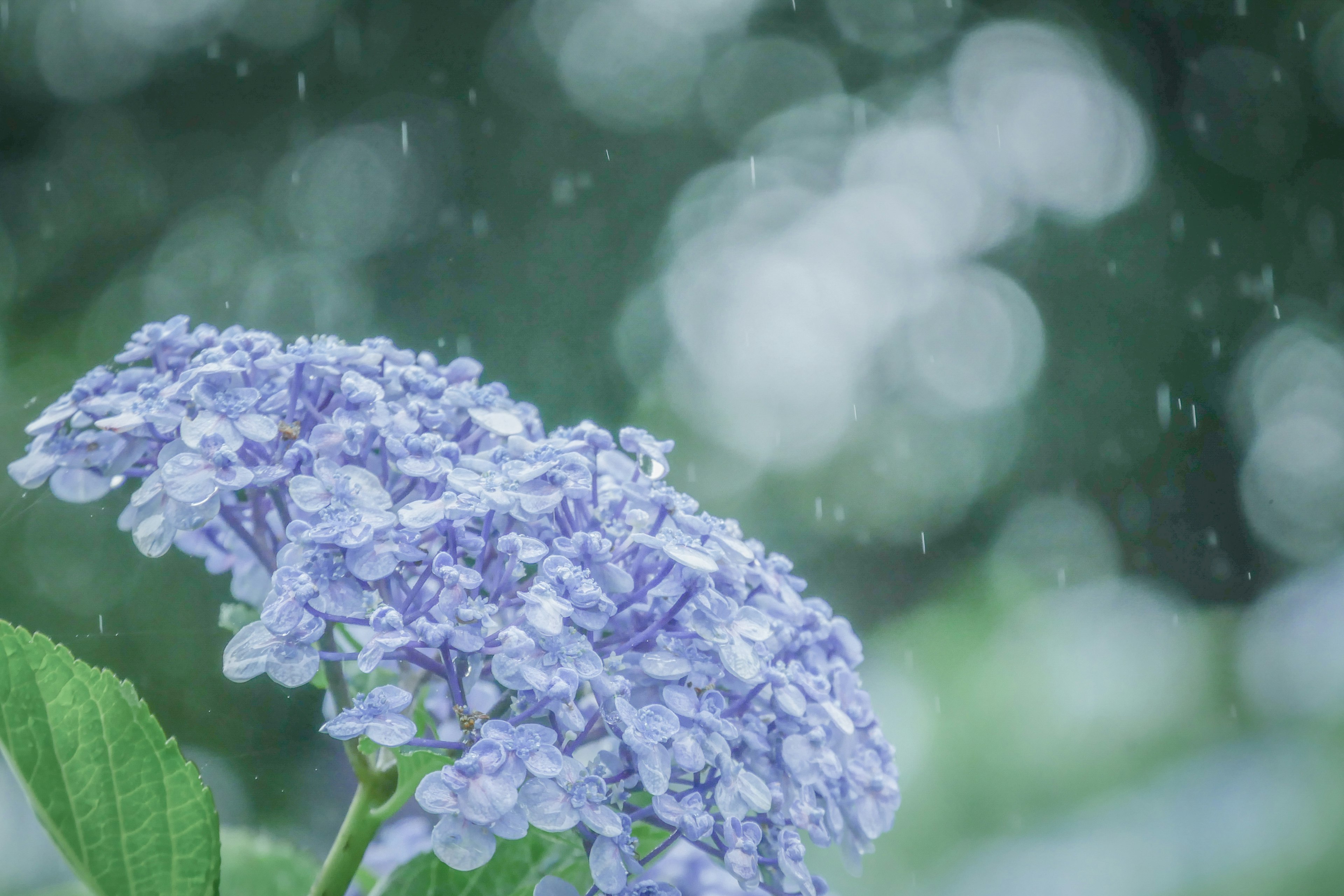 Blue hydrangea flower blooming in the rain