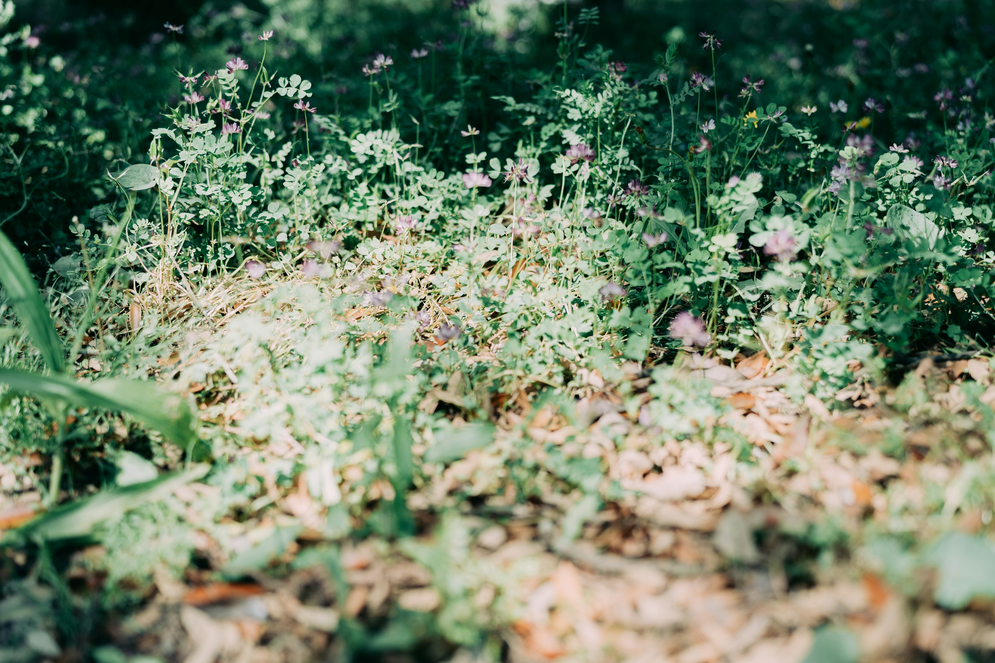 緑色の草と小さな花が咲いている自然の風景