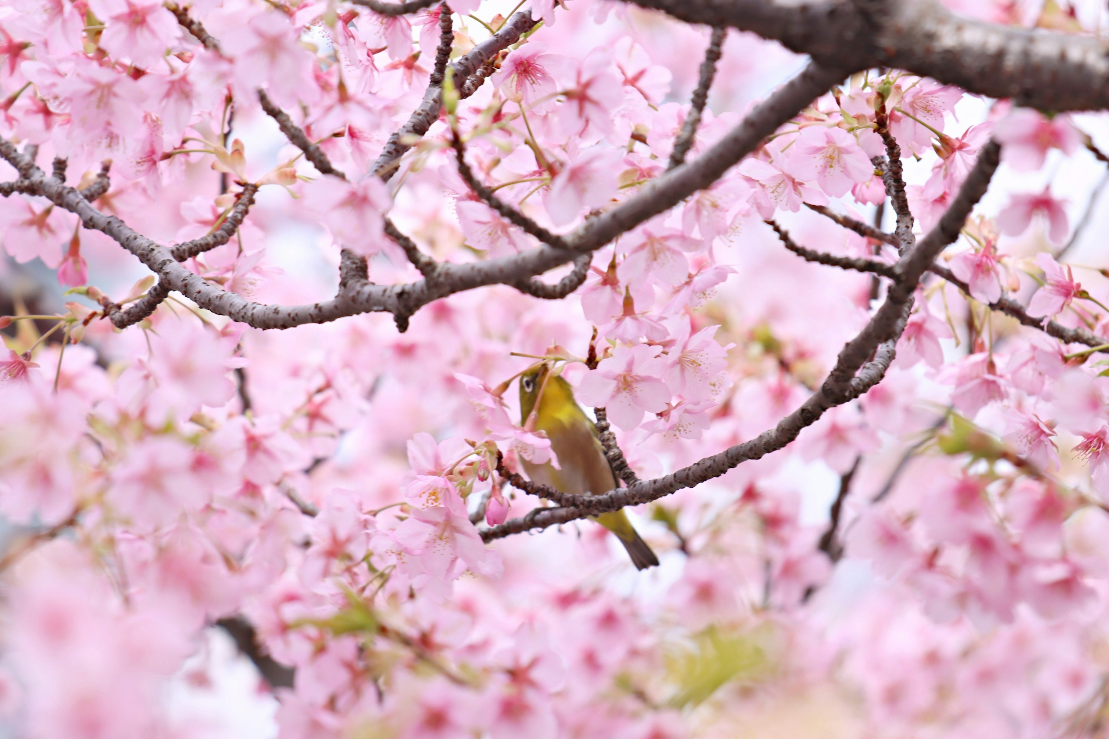 Seekor burung kecil bertengger di antara bunga sakura