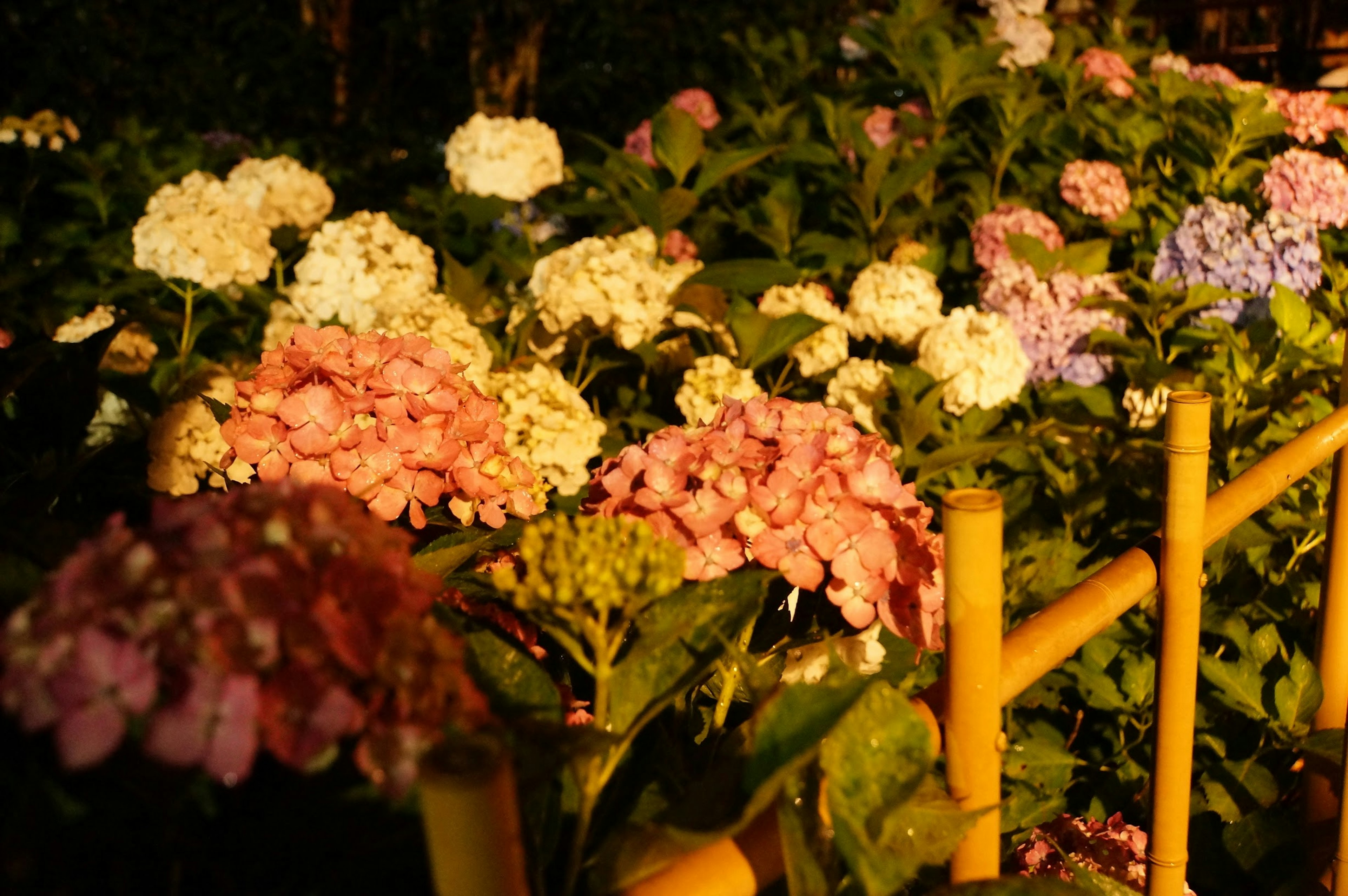 色とりどりのアジサイの花と竹のフェンスがある風景