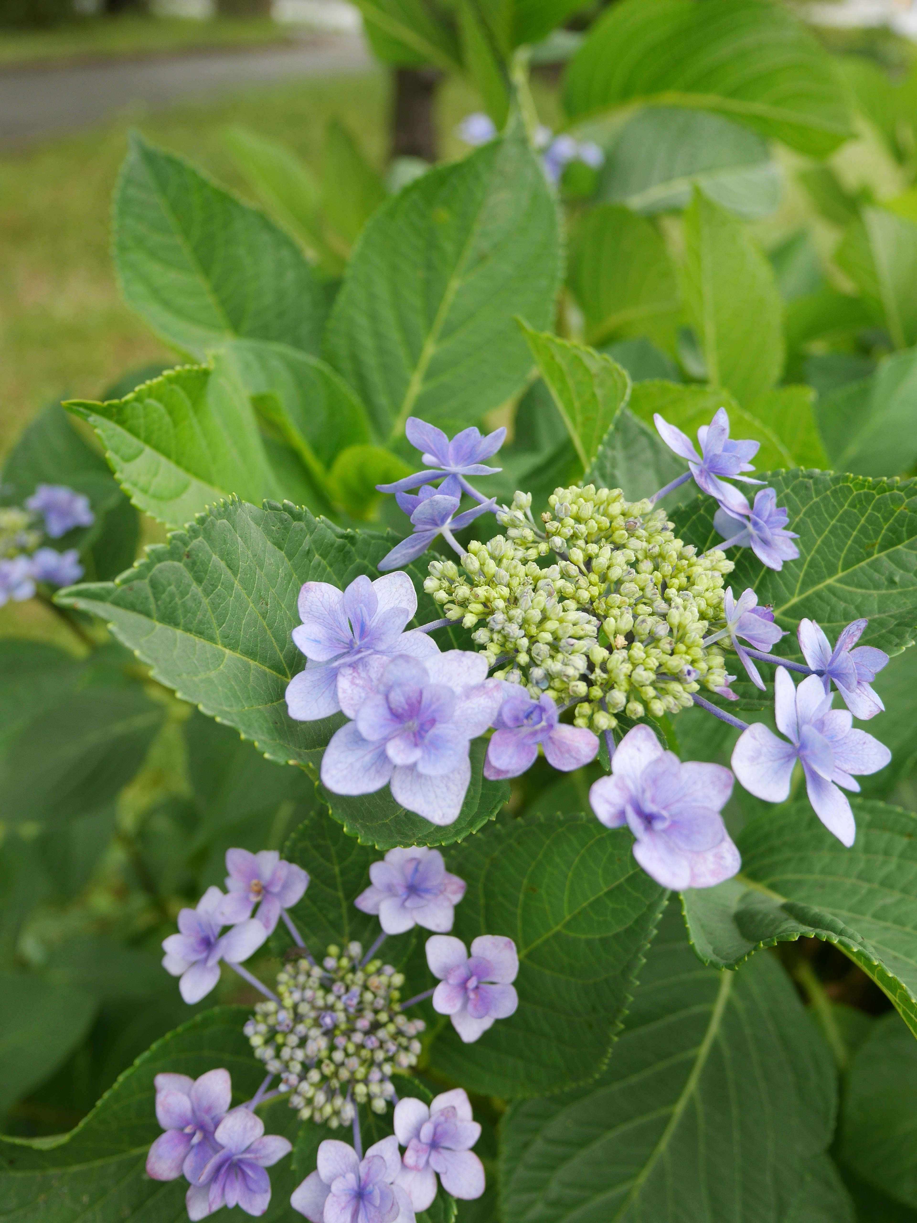 Primer plano de una planta con flores moradas claras y hojas verdes