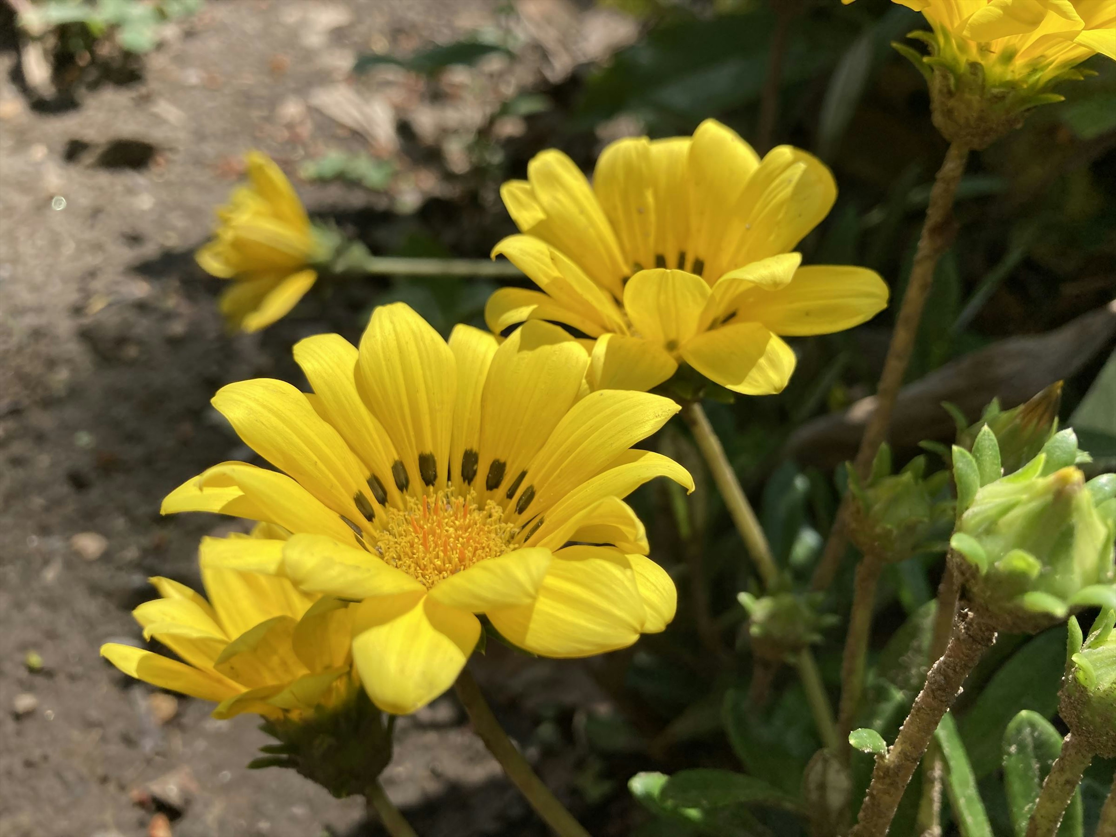 Kedekatan bunga kuning di taman