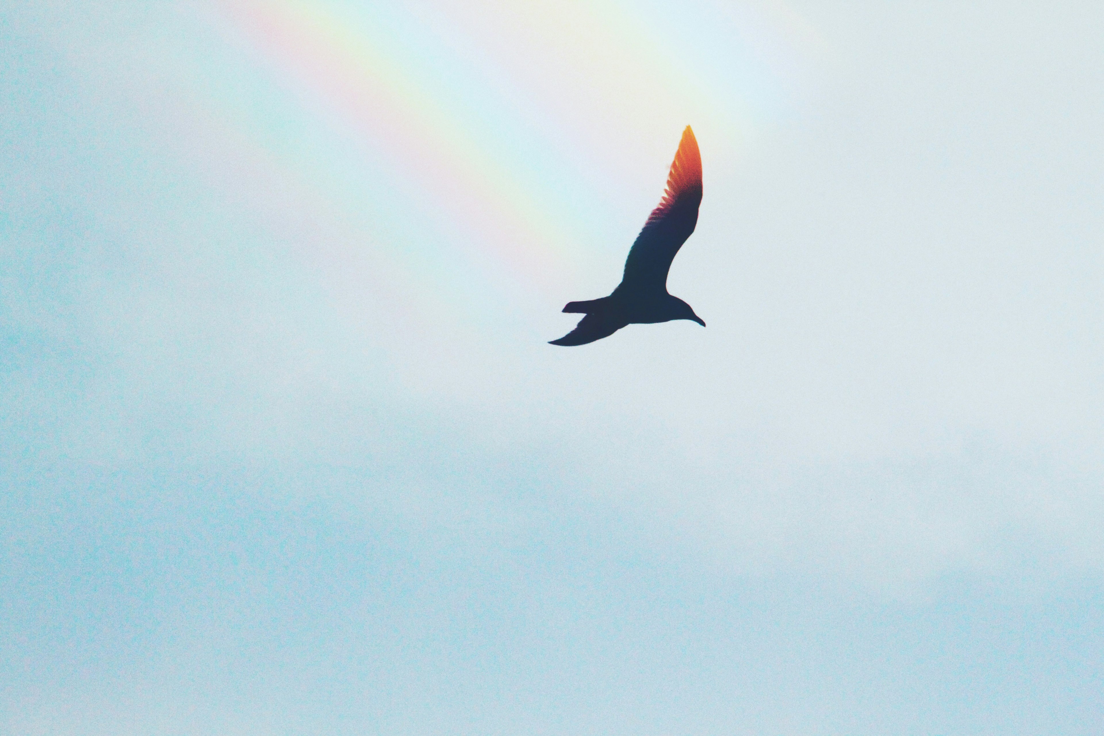 Siluet burung terbang dengan pelangi di latar belakang