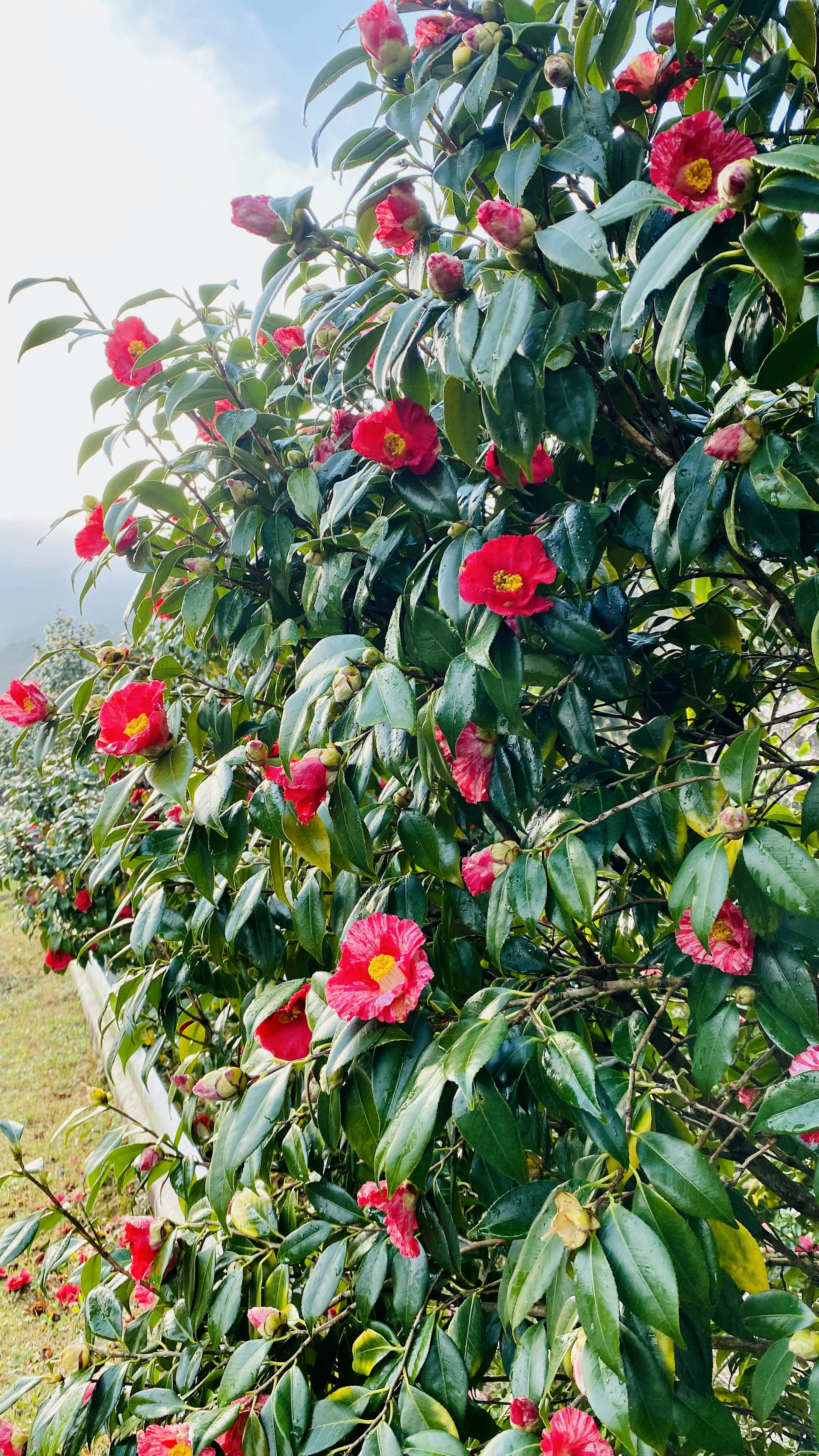 Flores rojas vibrantes que florecen en un árbol de camelia con hojas verdes