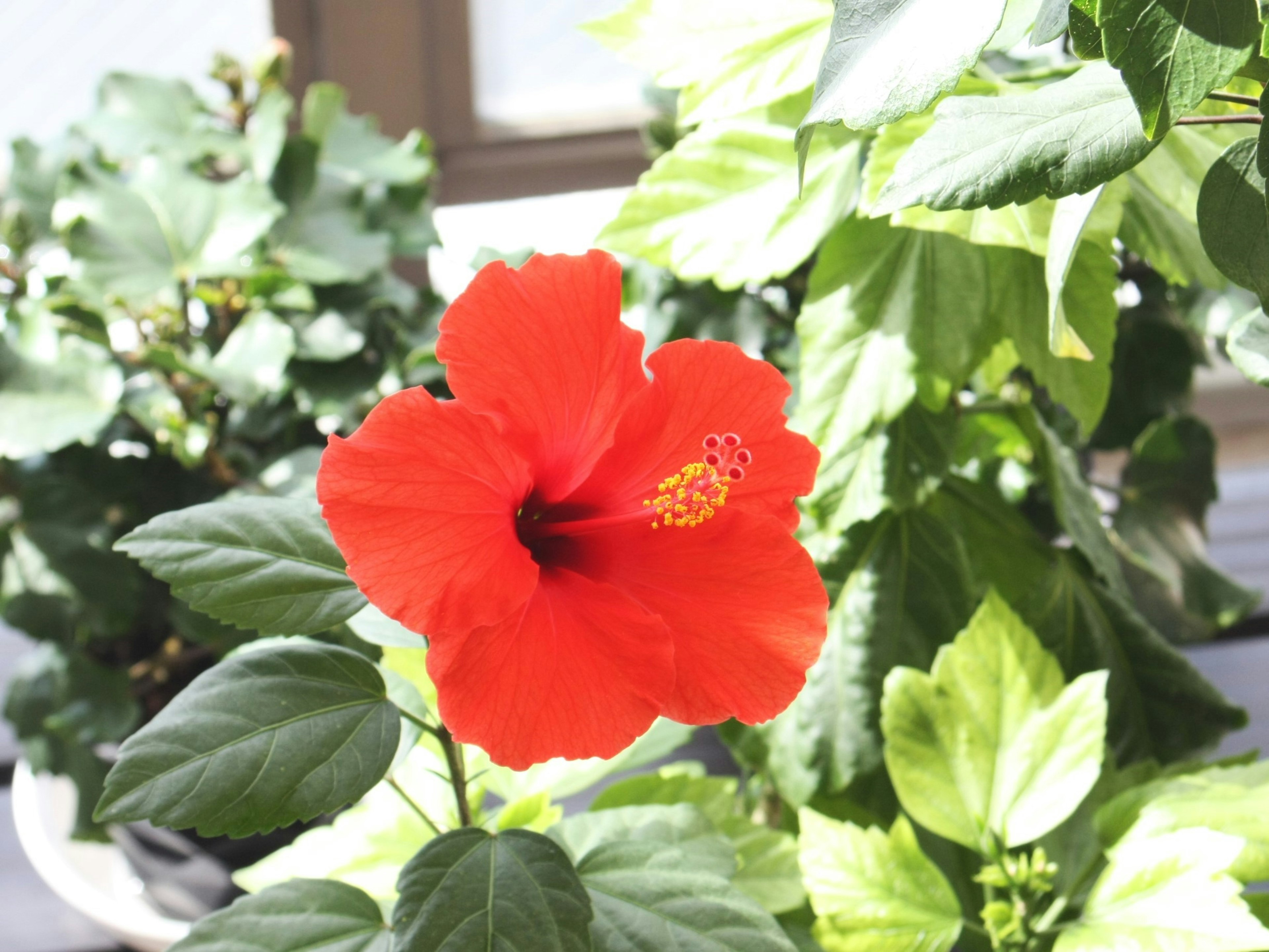 Vibrant red hibiscus flower surrounded by green leaves