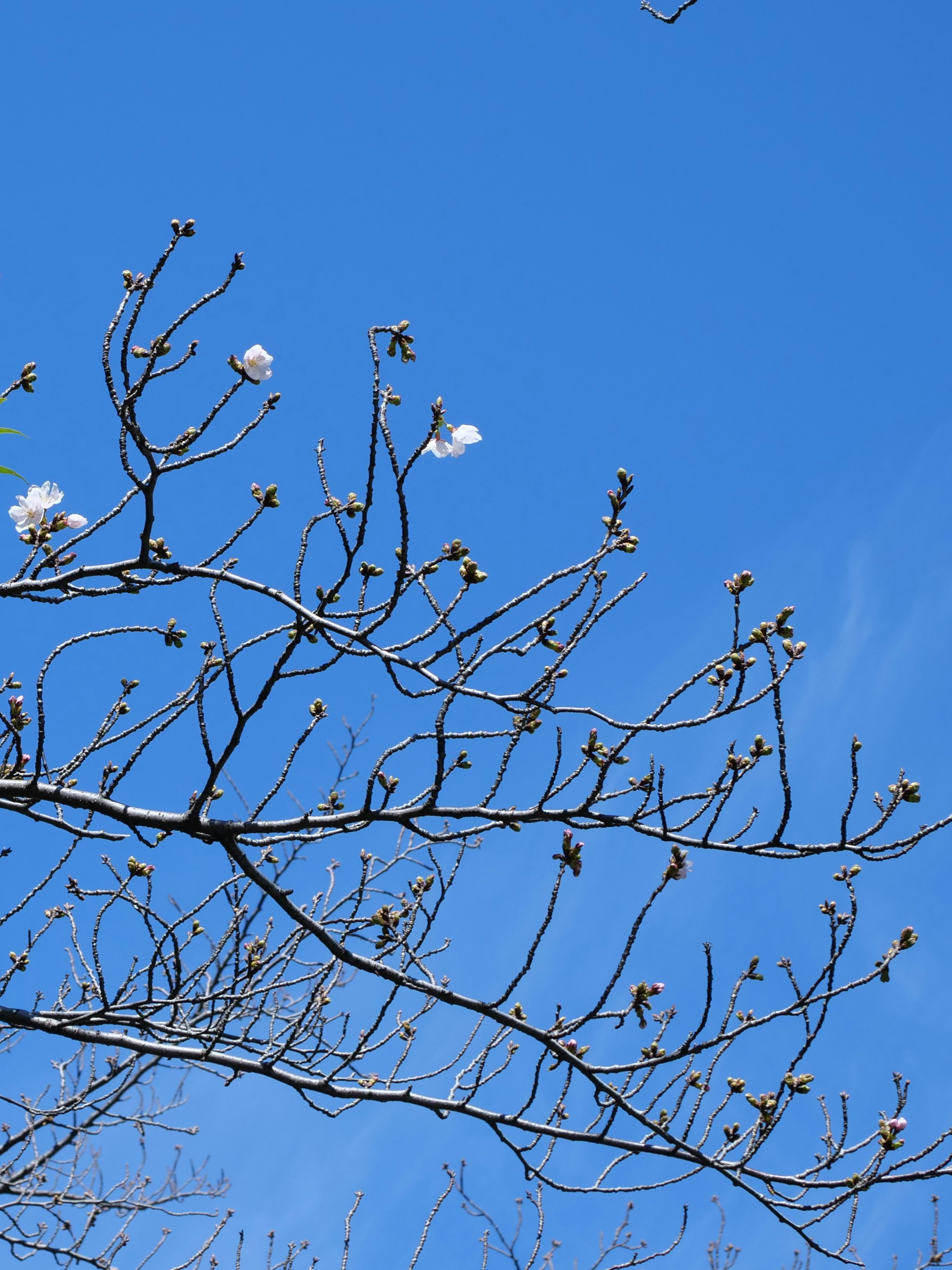 青空に花をつけた枝の写真