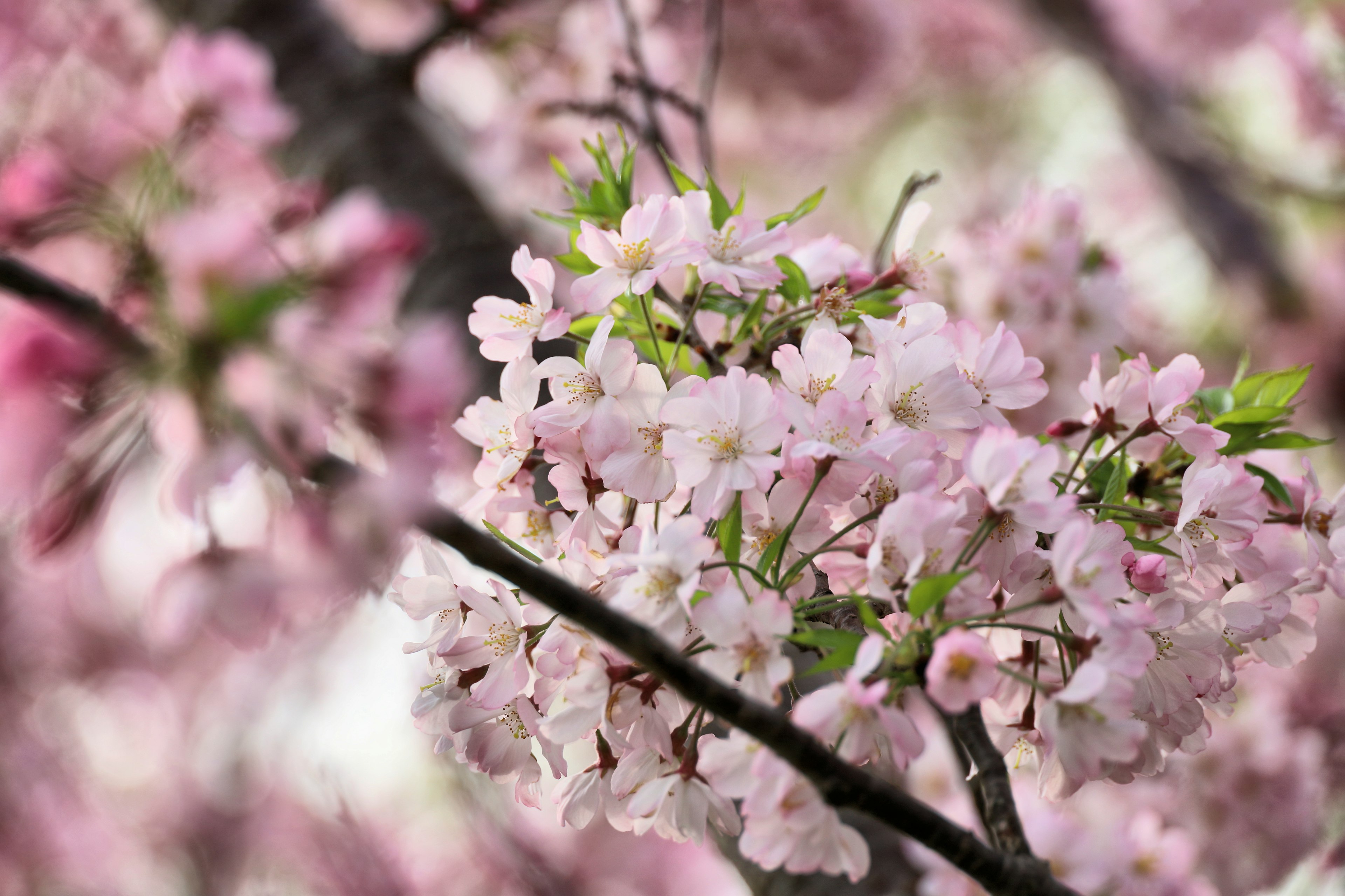 桜の花が咲いている木の枝のクローズアップ