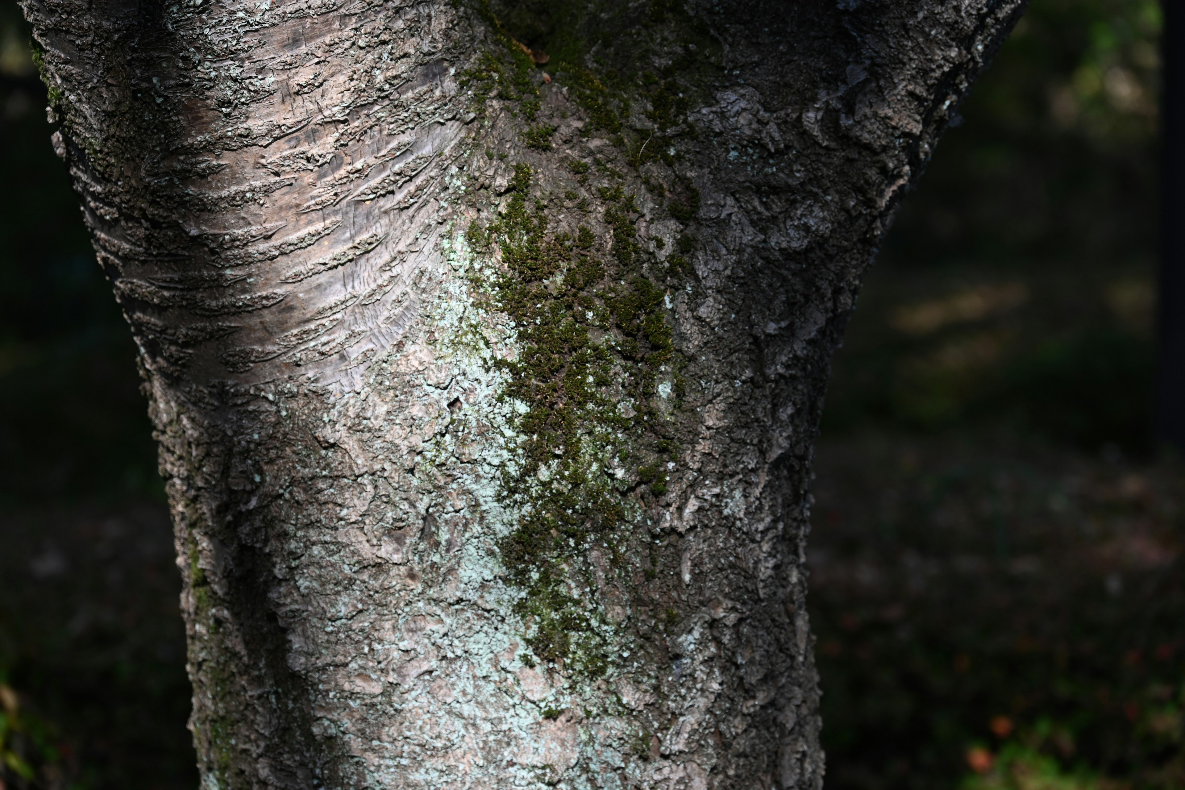 Acercamiento de un tronco de árbol mostrando musgo y patrones texturizados