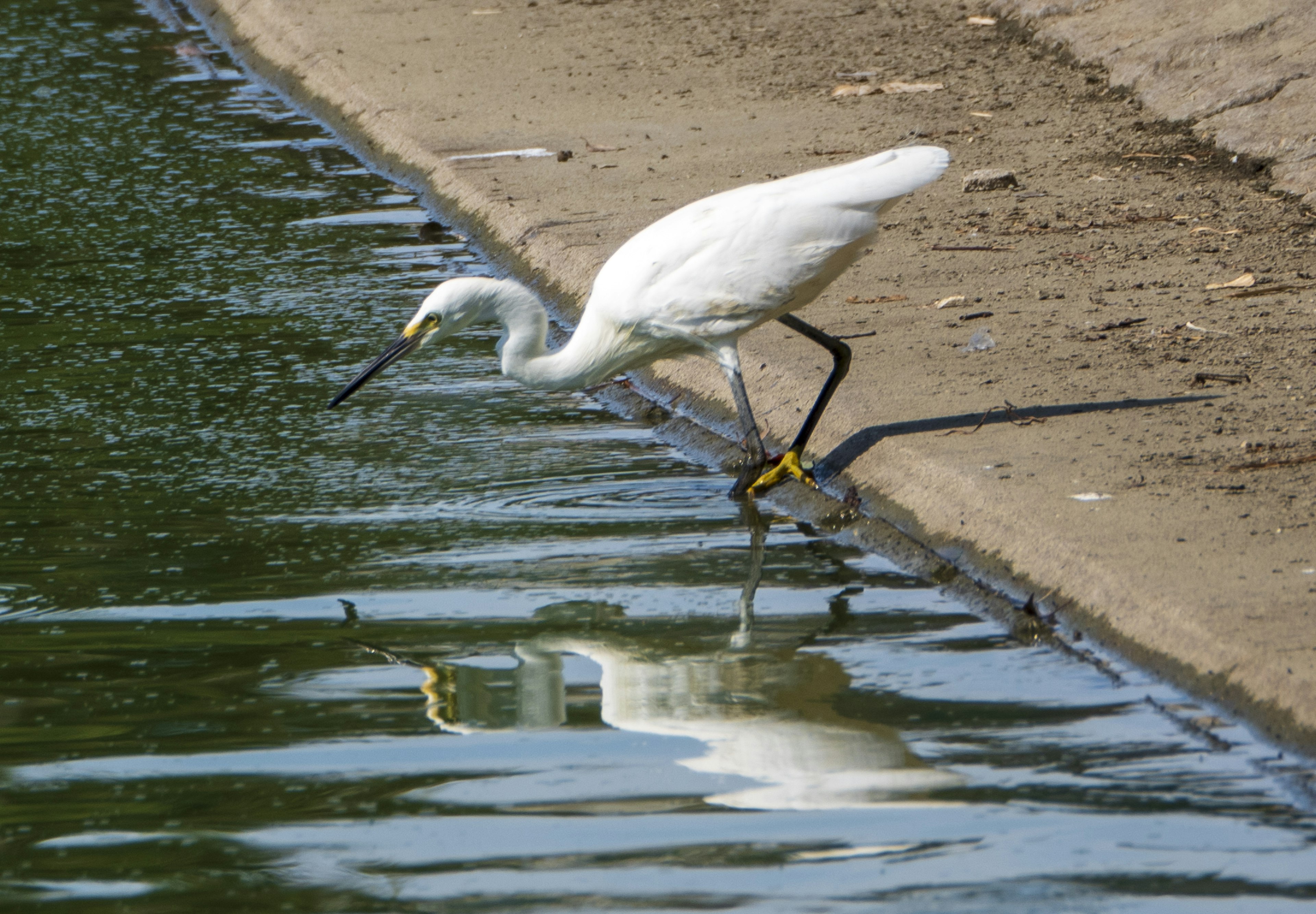 Un airone bianco che cerca cibo lungo il bordo dell'acqua