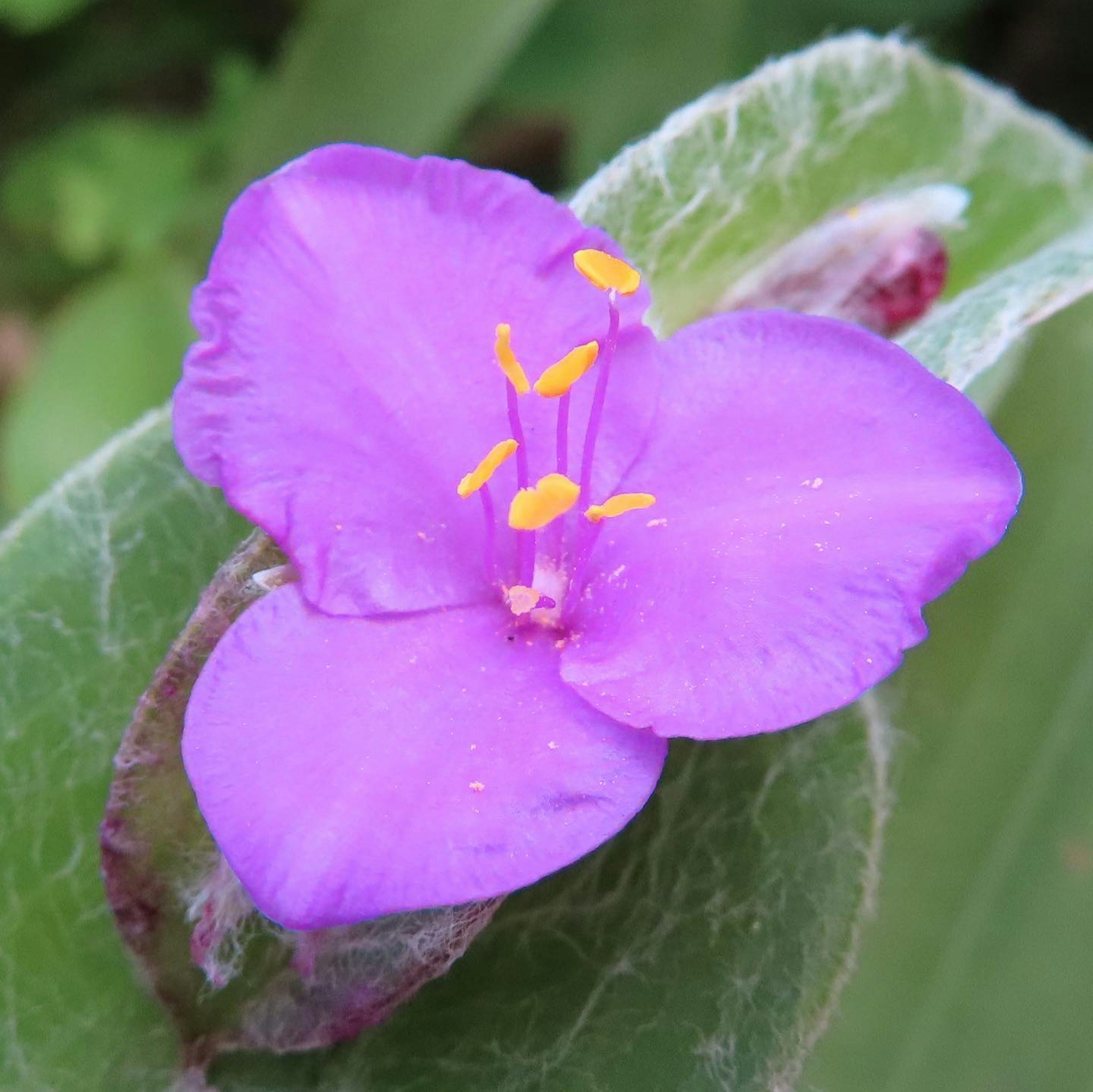 Primo piano di un fiore viola con stami gialli