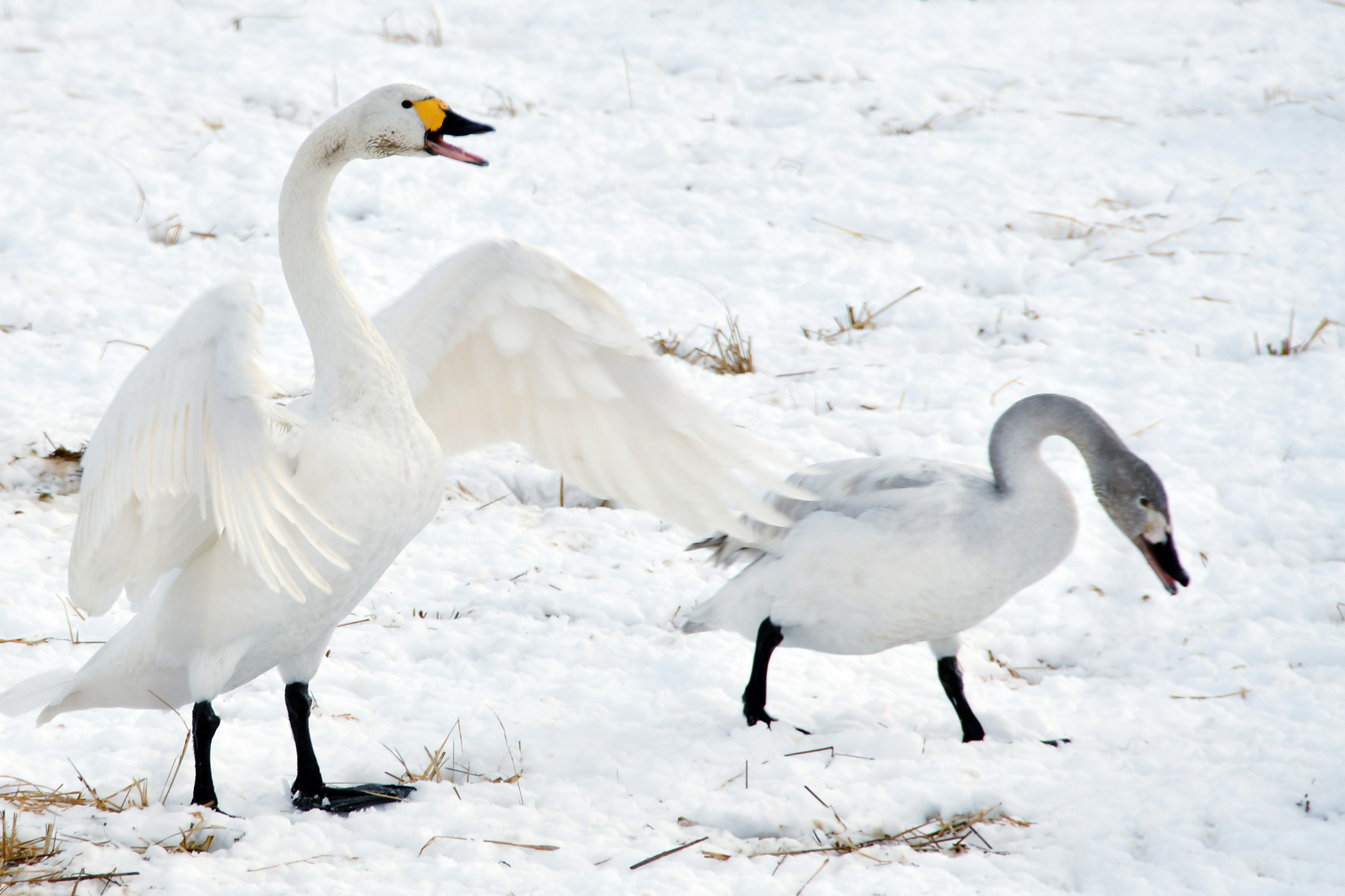 Cygne blanc et cygne juvénile sur la neige