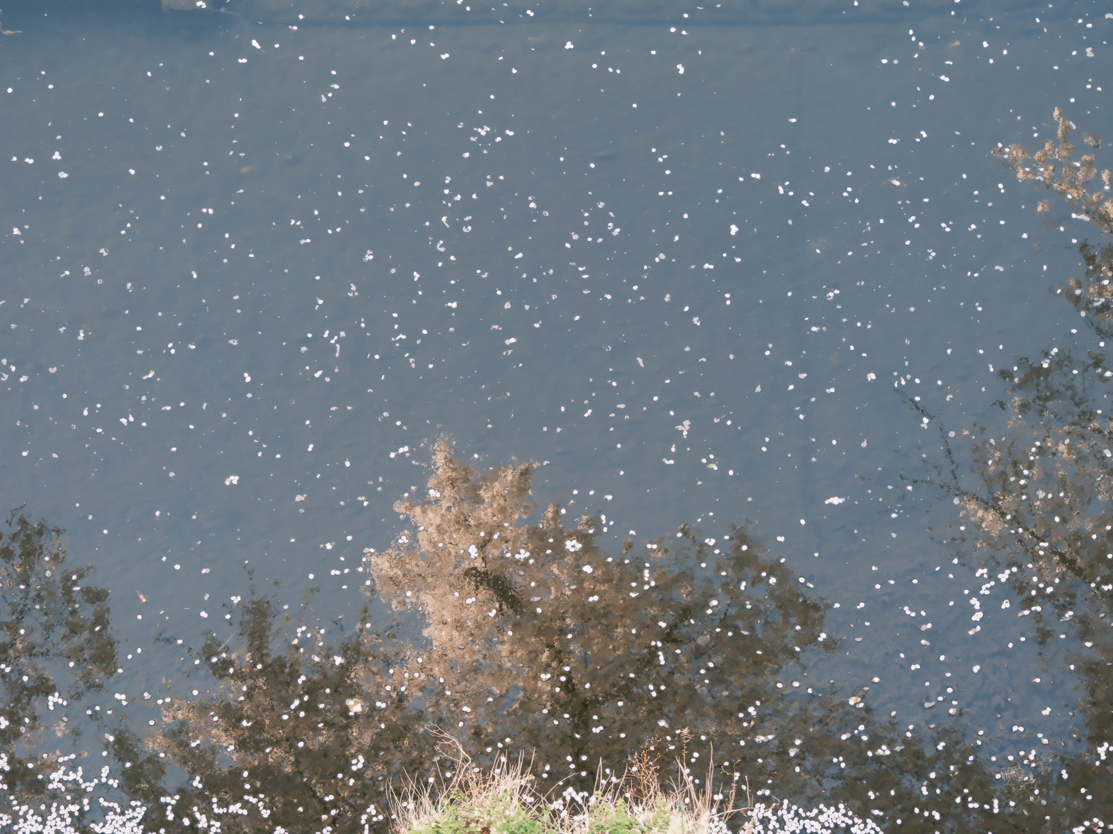 Pétalos flotantes en el agua con reflejos