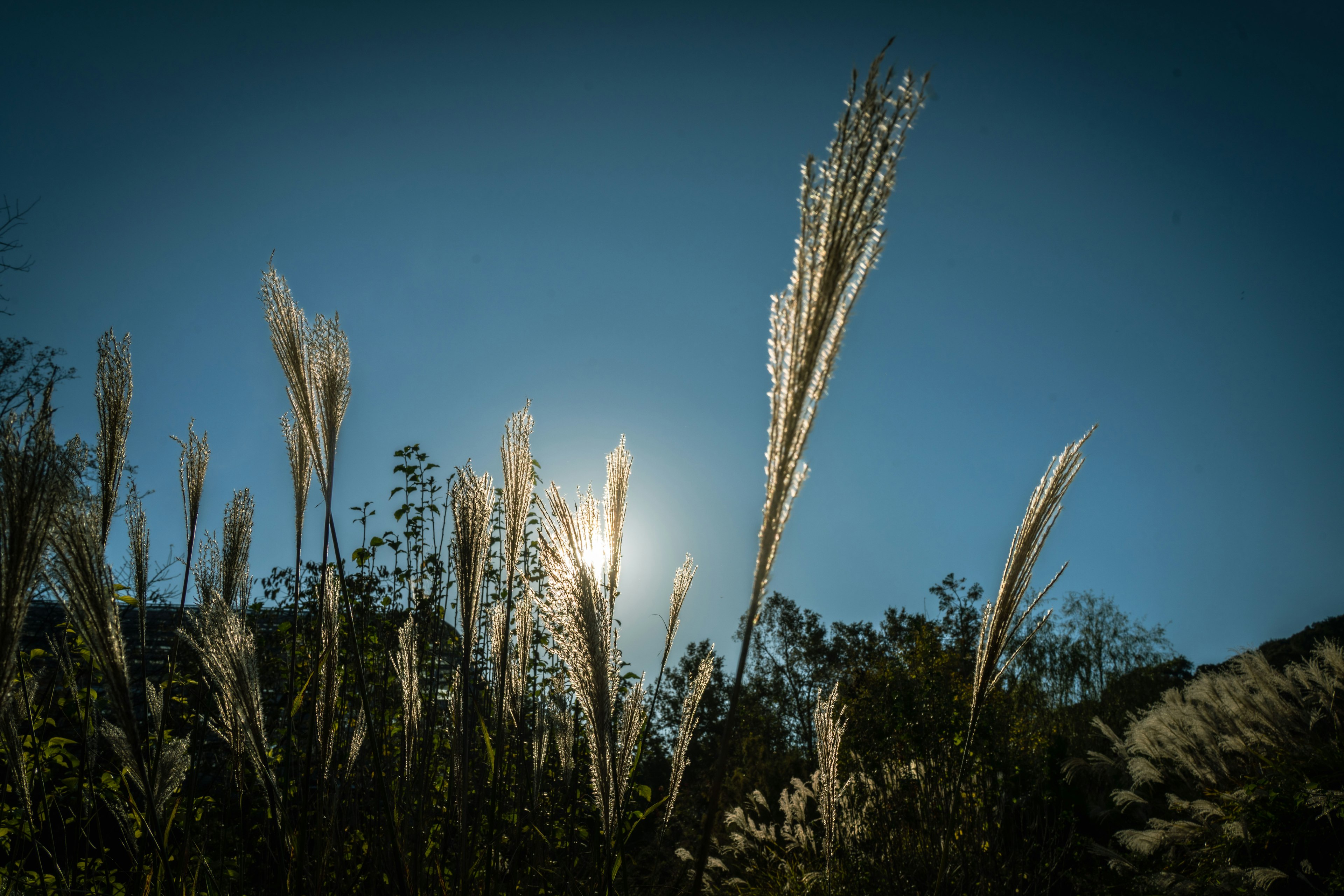 Erba di pampas che ondeggia sotto un cielo blu con luce solare