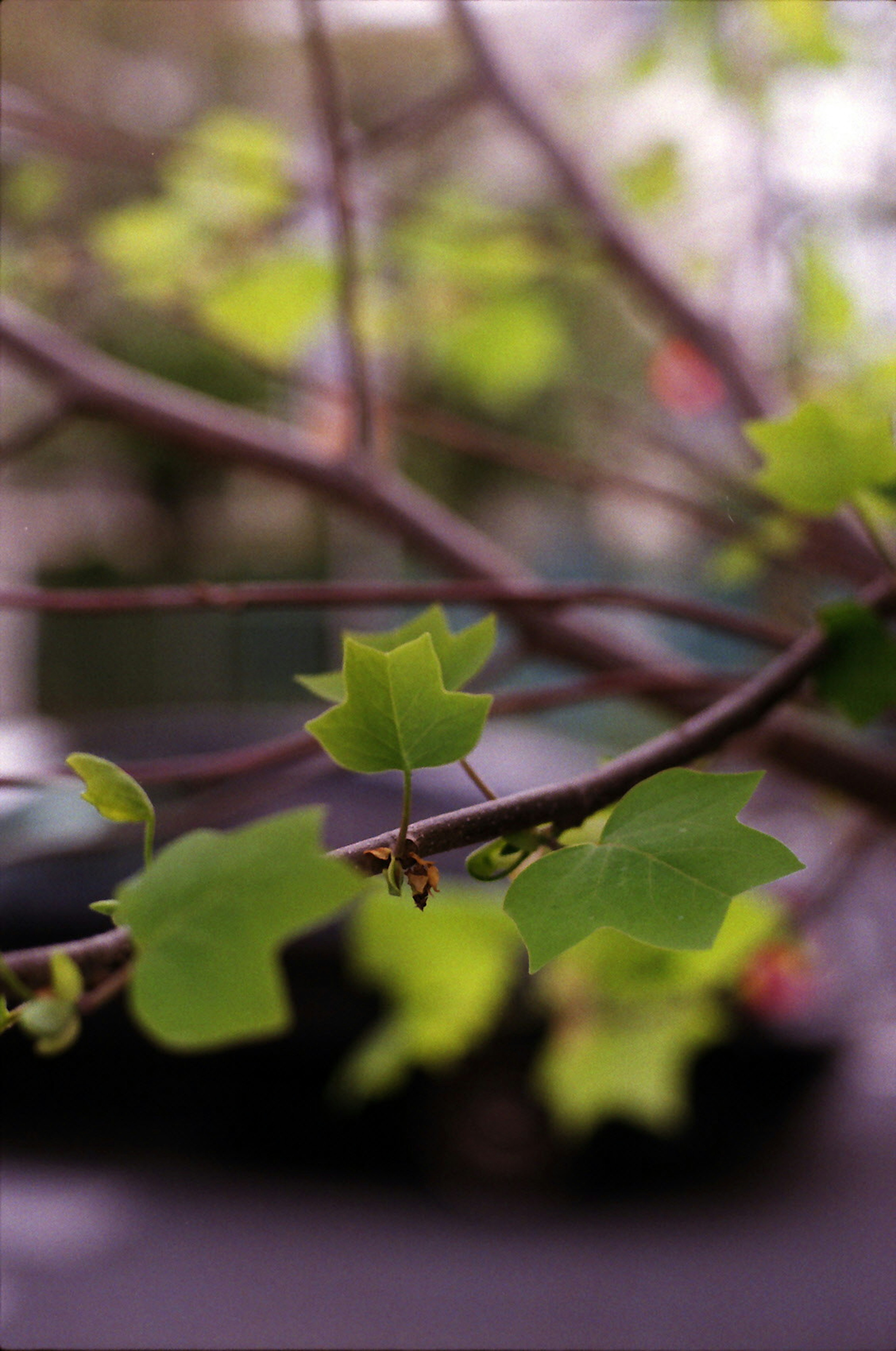 Close-up photo of green leaves and branches