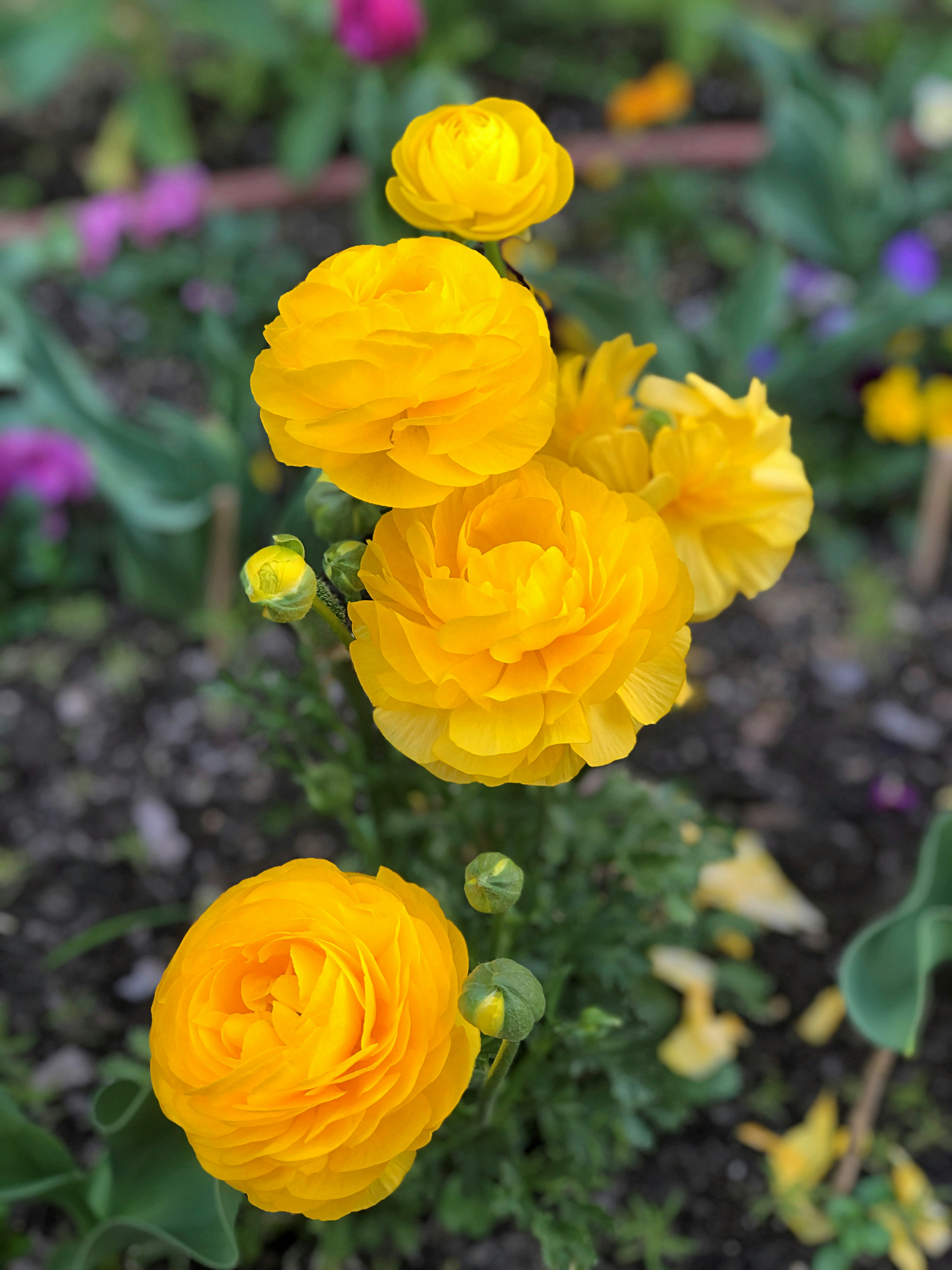 A bouquet of vibrant yellow ranunculus flowers in a garden