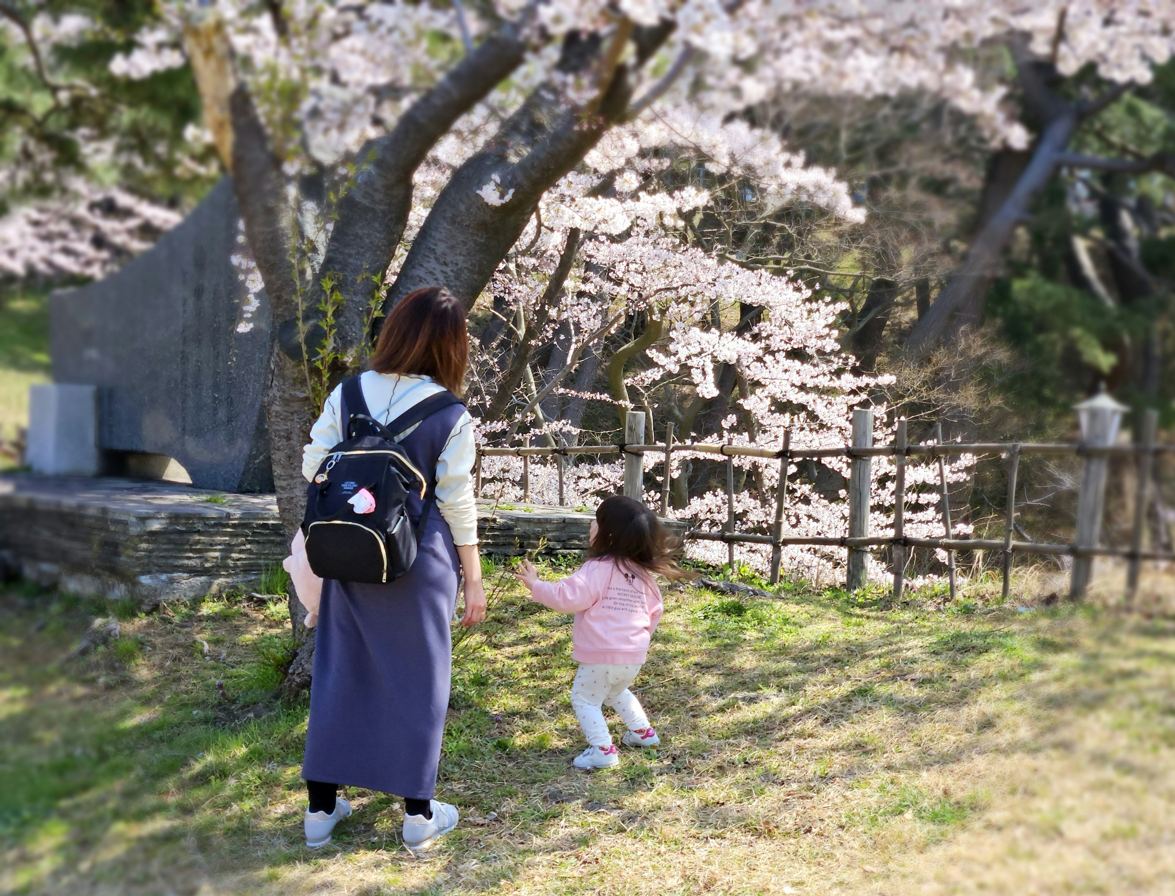 Un parent et un enfant jouant sous un cerisier en fleur