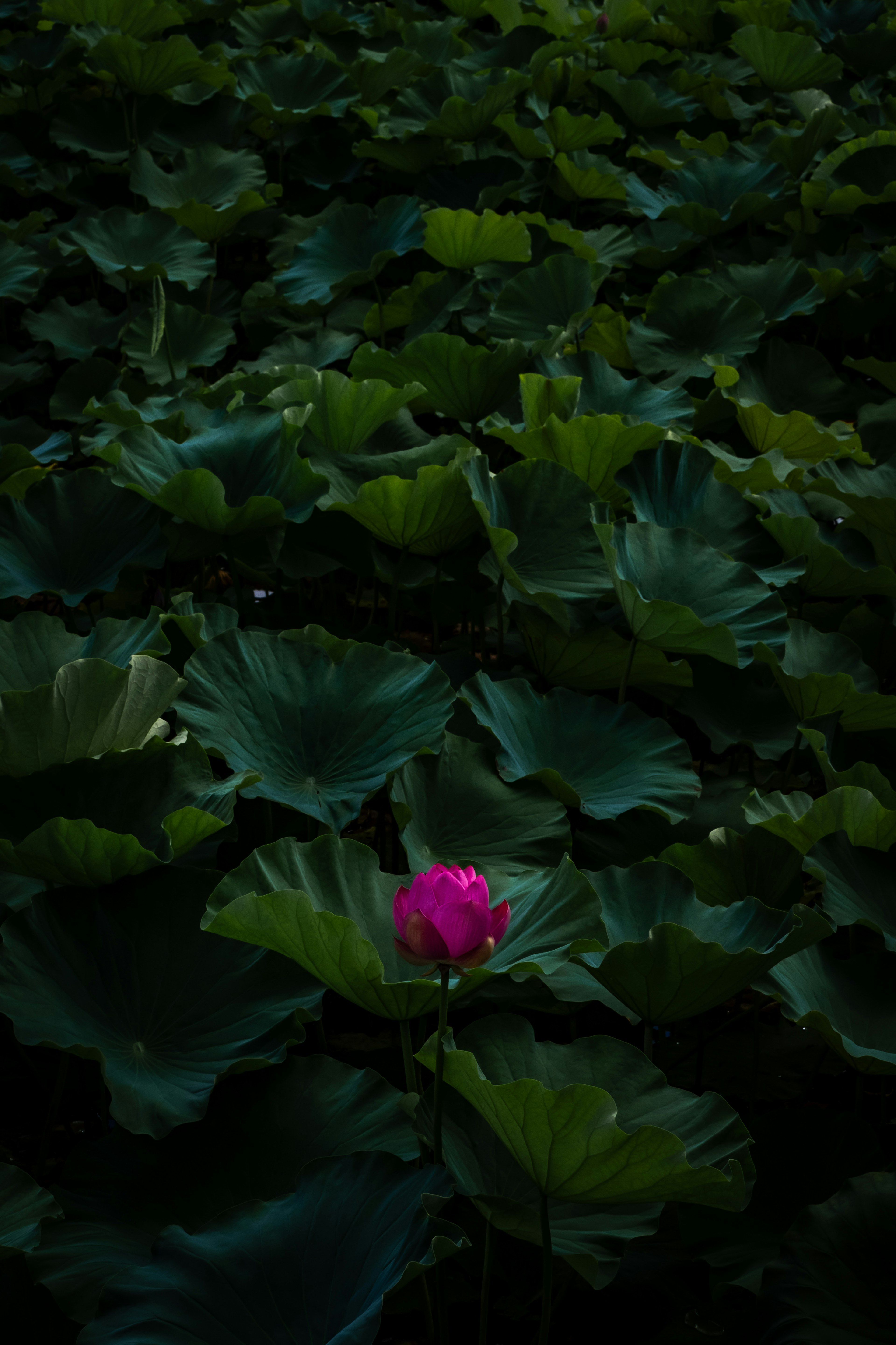 Una sola flor de loto rosa floreciendo entre hojas verdes oscuras