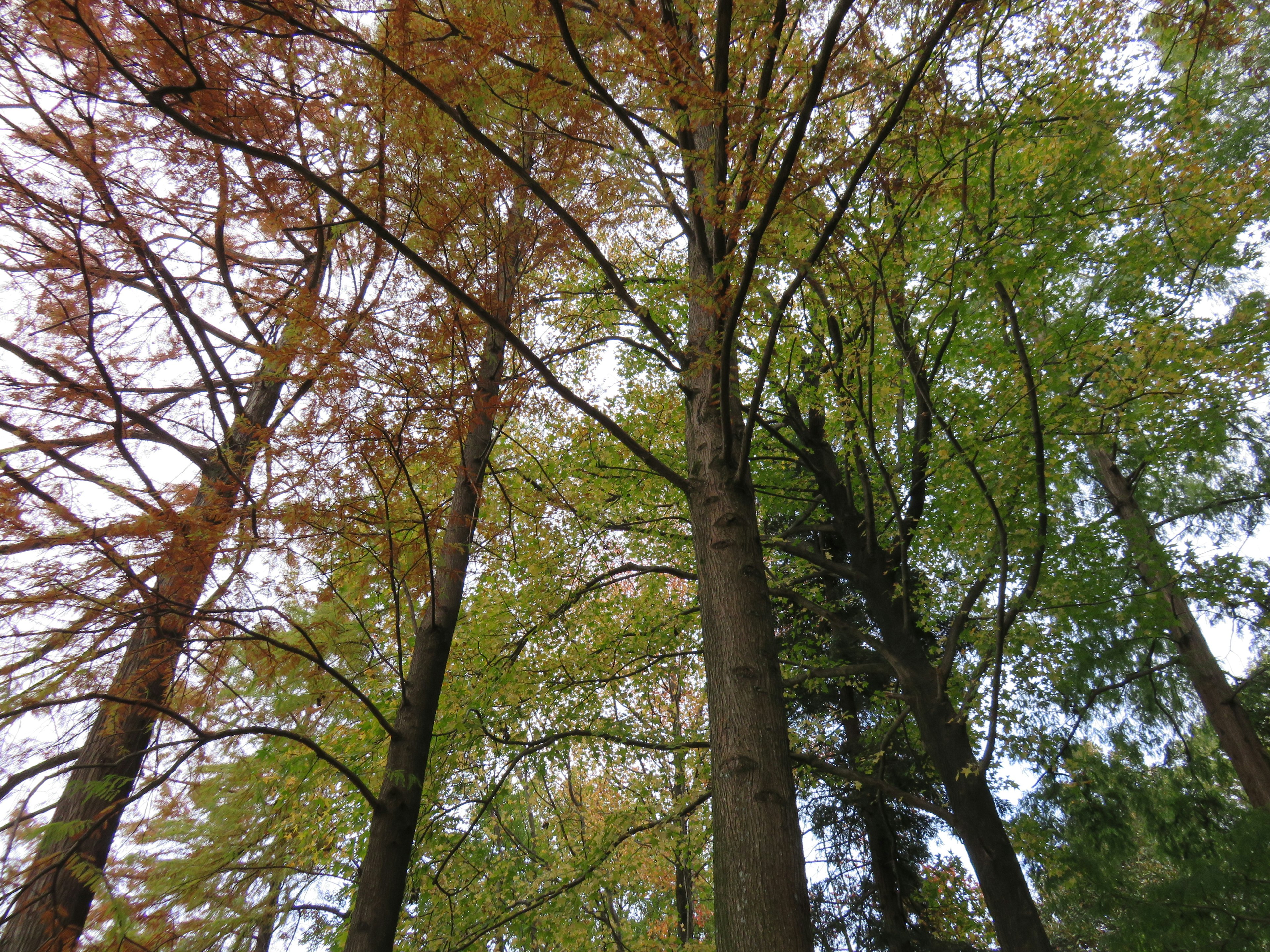 View from below of tall trees with autumn foliage