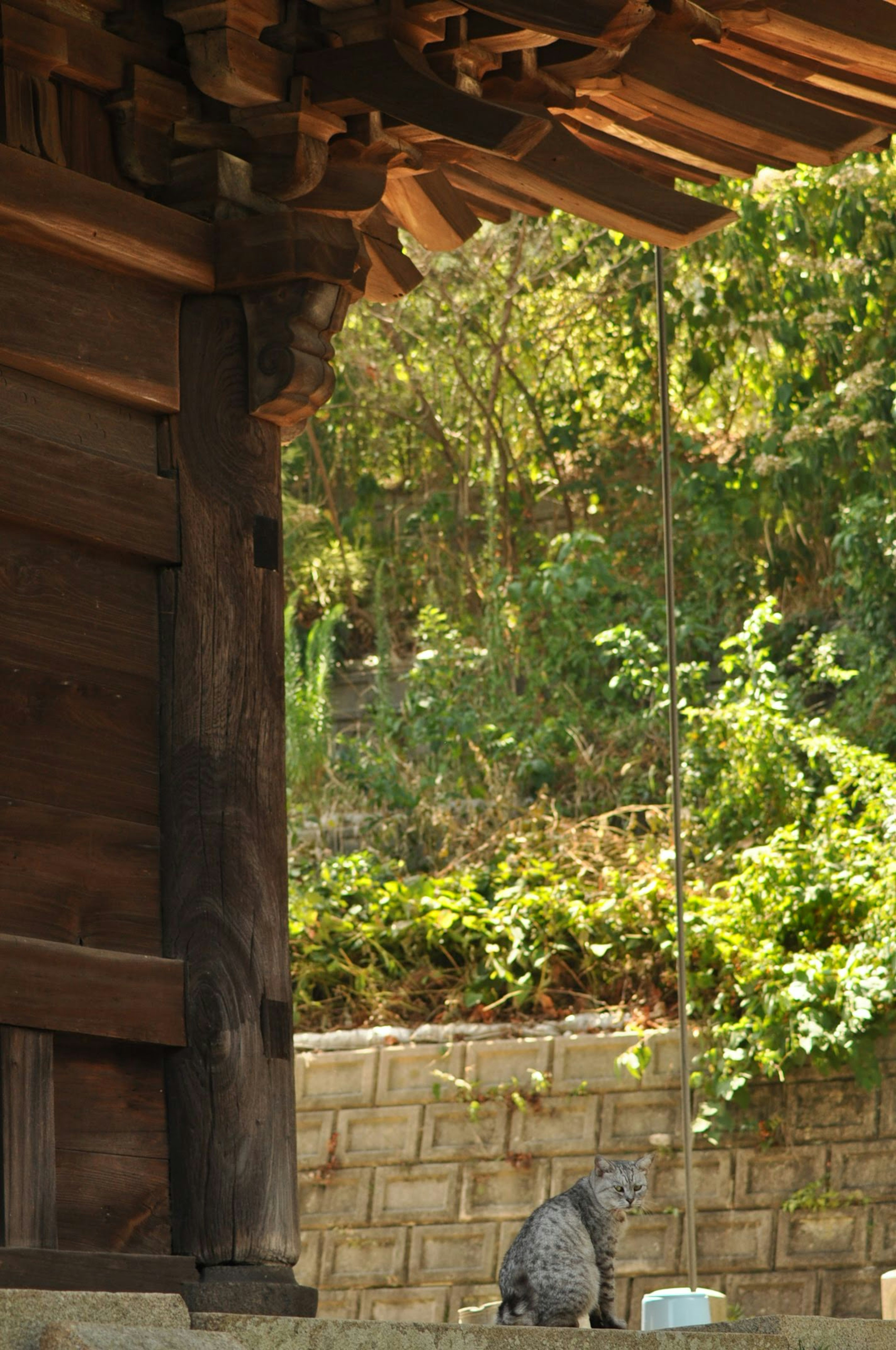 Cat sitting under a wooden structure with green foliage in the background