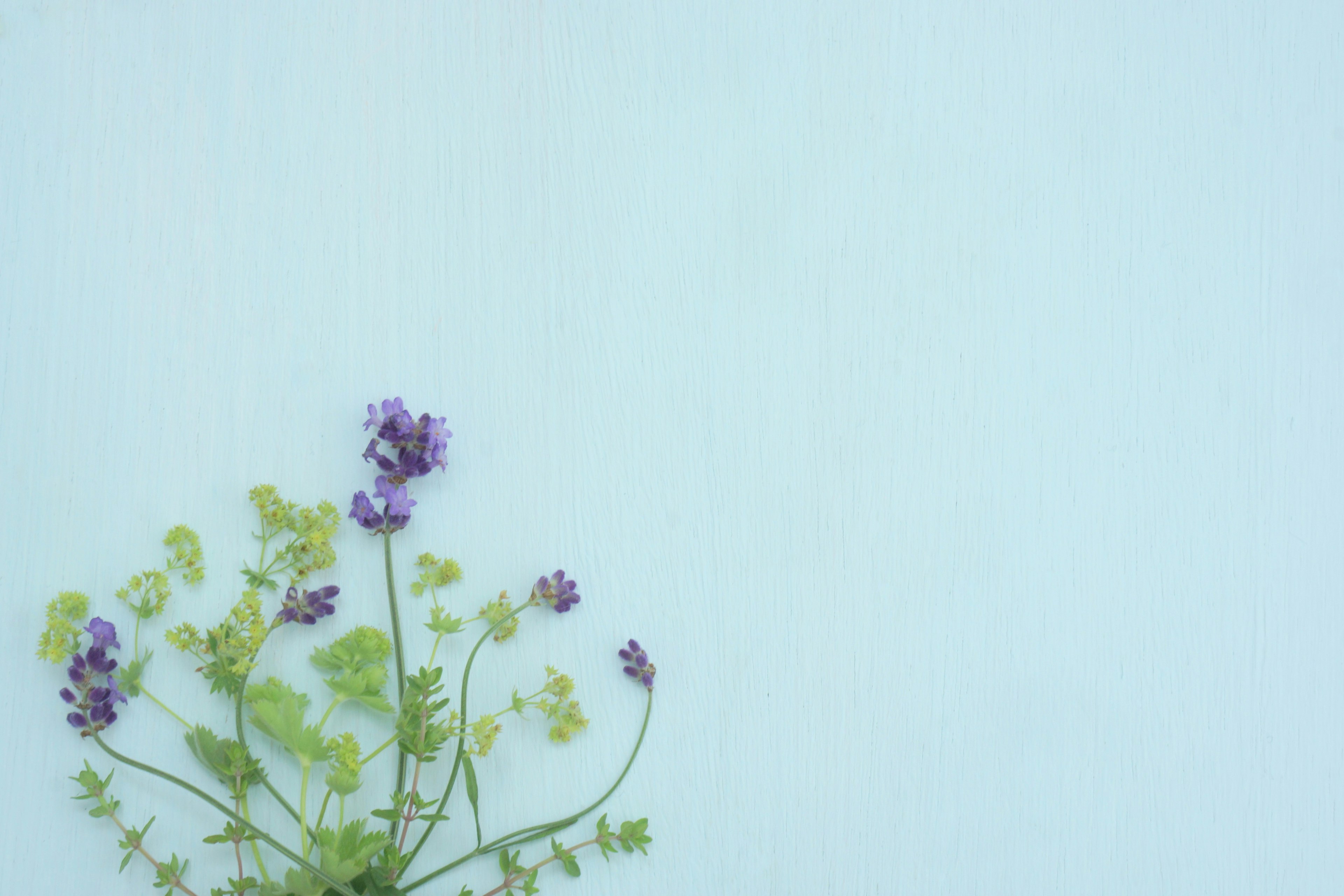 Light blue background with purple flowers and green leaves