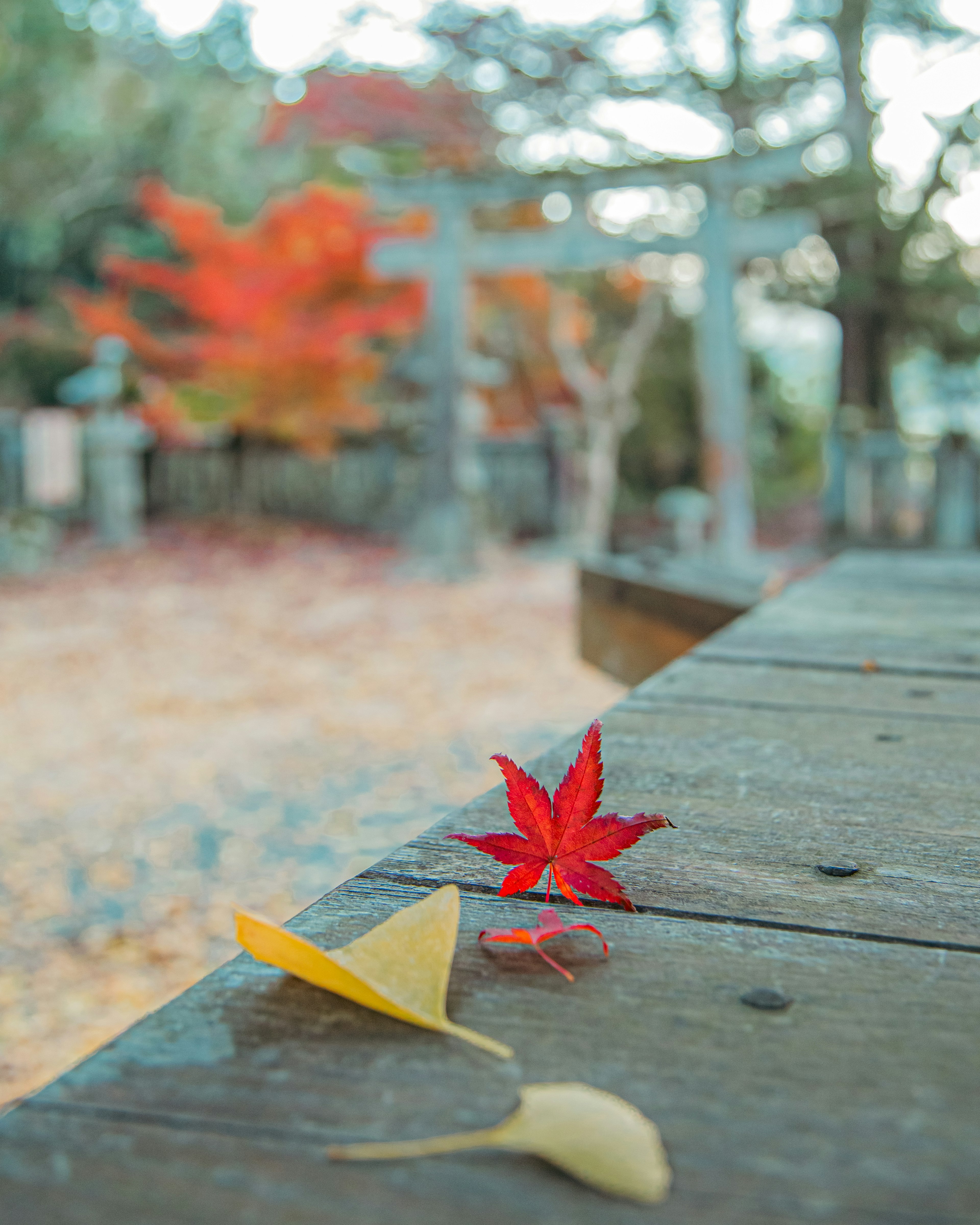 Rote Ahornblatt und gelbes Ginkgoblatt auf einem Holztisch mit herbstlichem Hintergrund