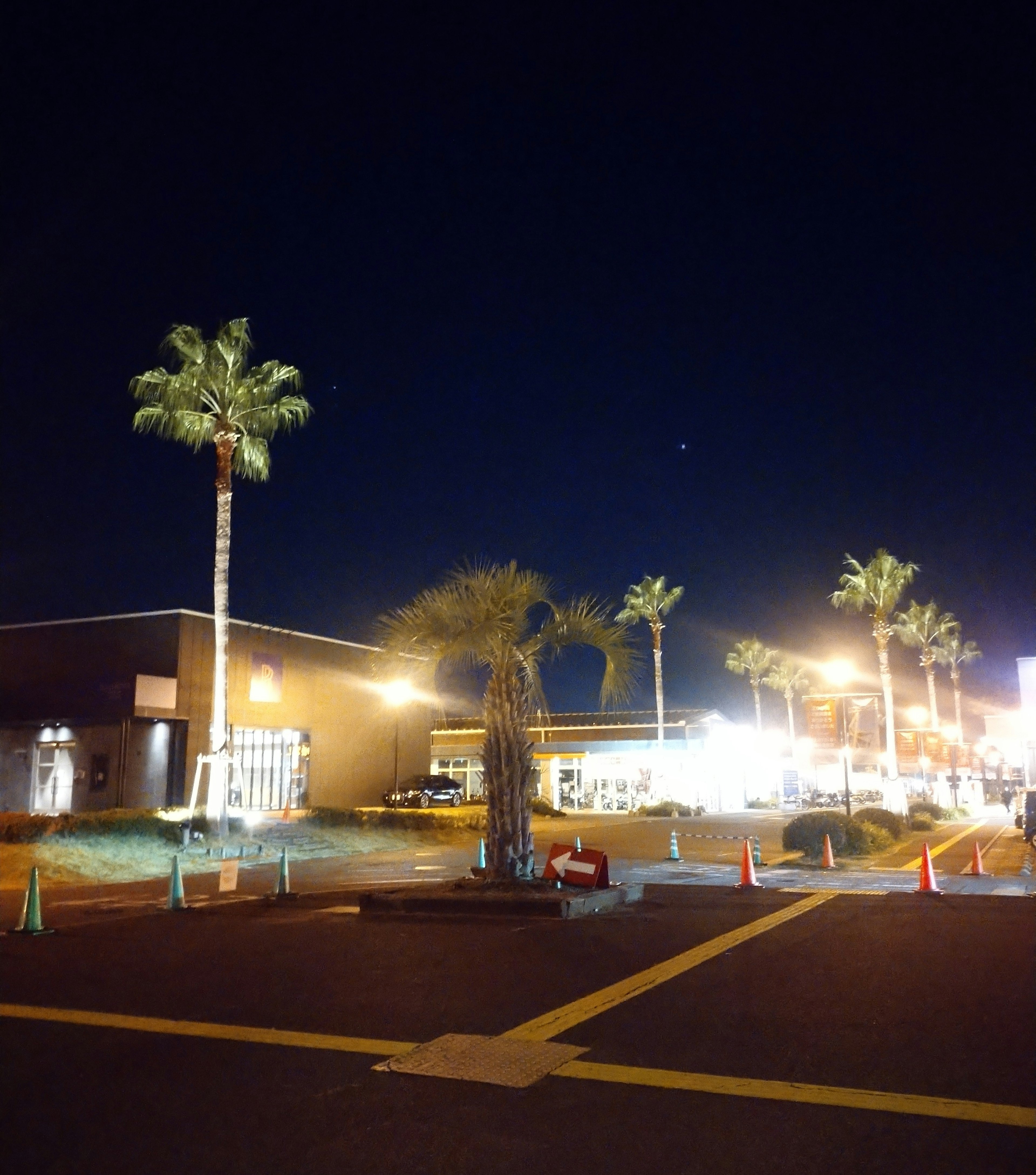 Palm trees and bright streetlights in a night scene