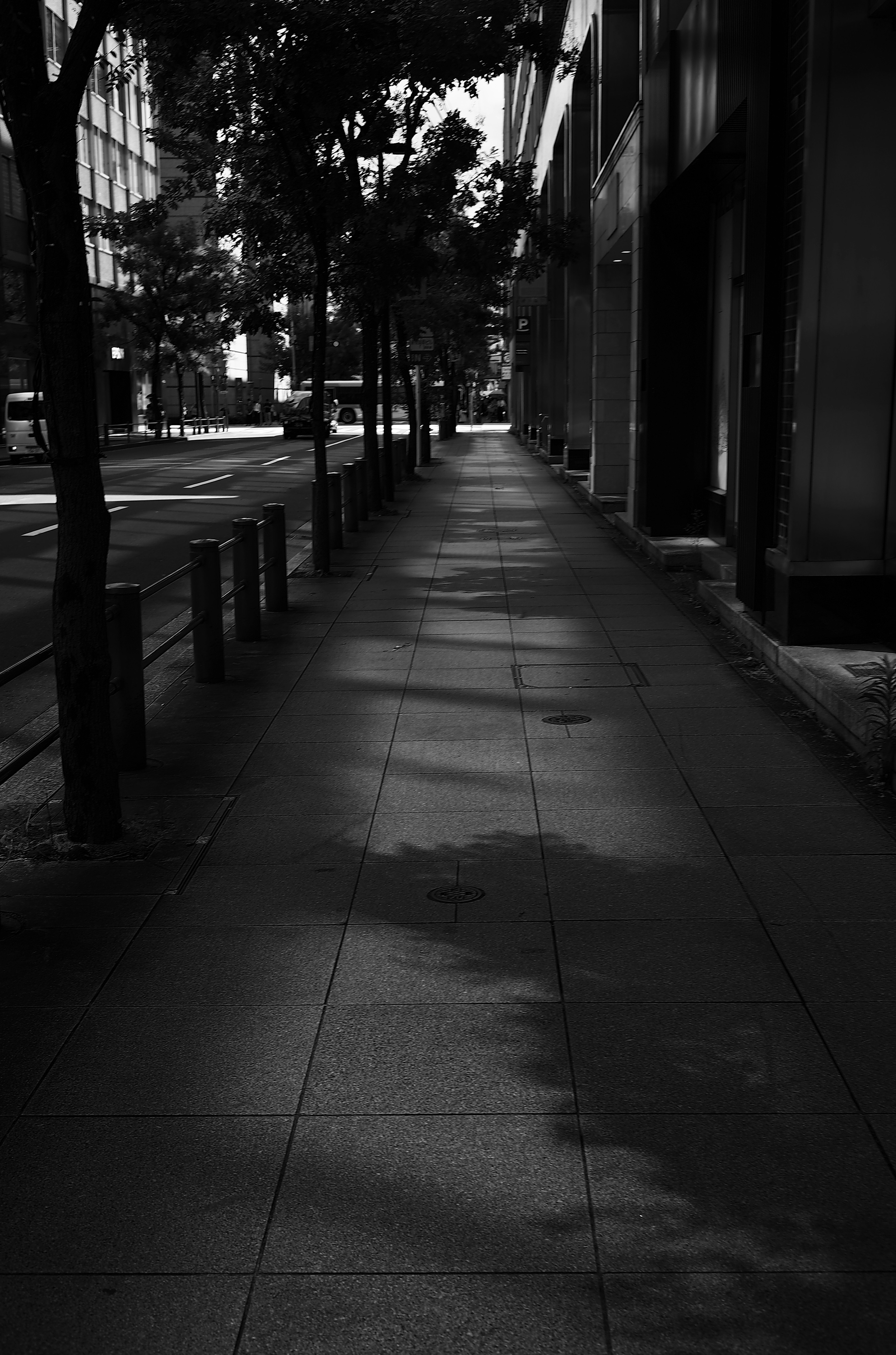 Escena de calle en blanco y negro con sombras de árboles en la acera