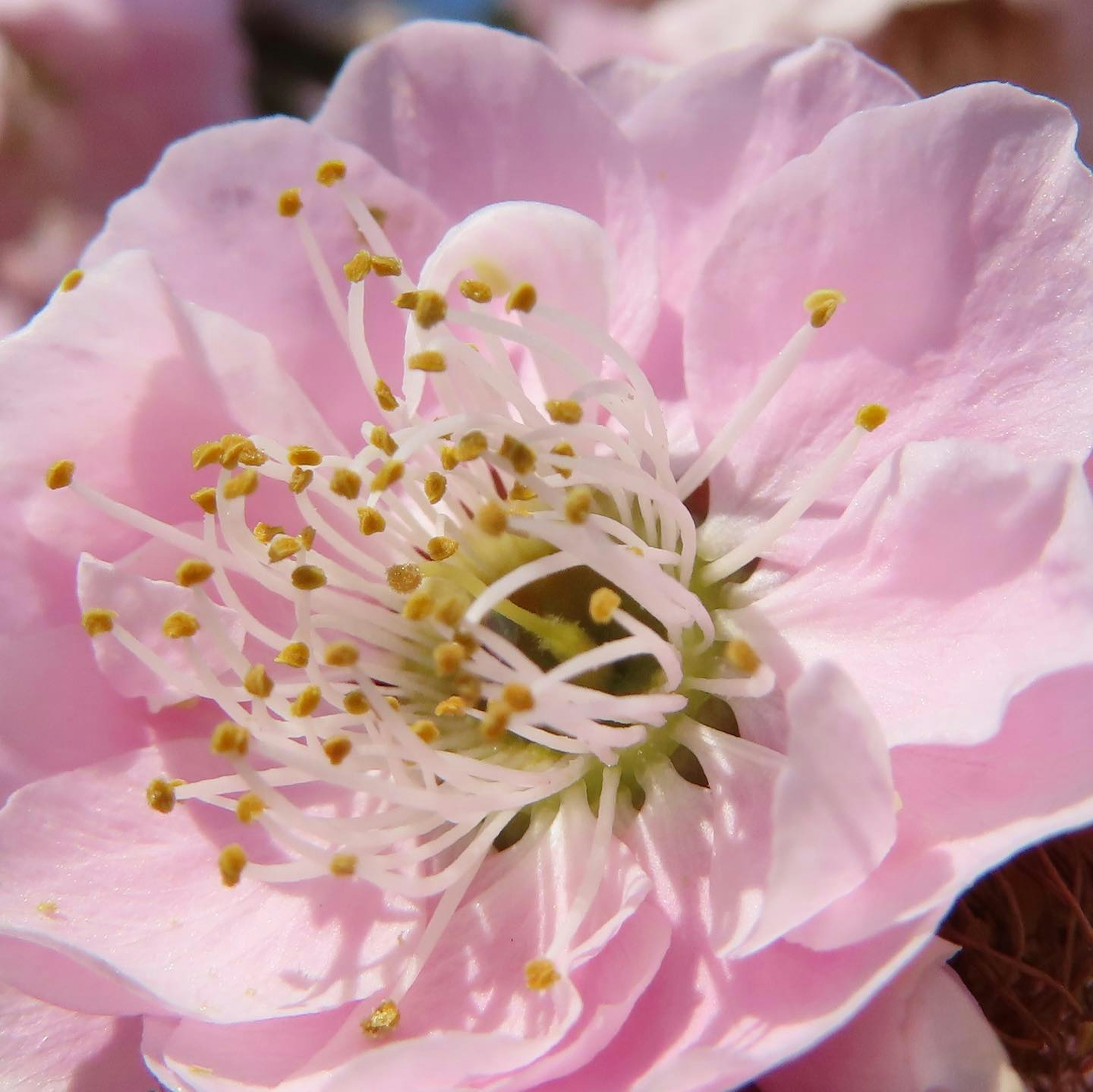 薄いピンクの花びらを持つ花のクローズアップ中心に白い雄しべと黄色い花粉