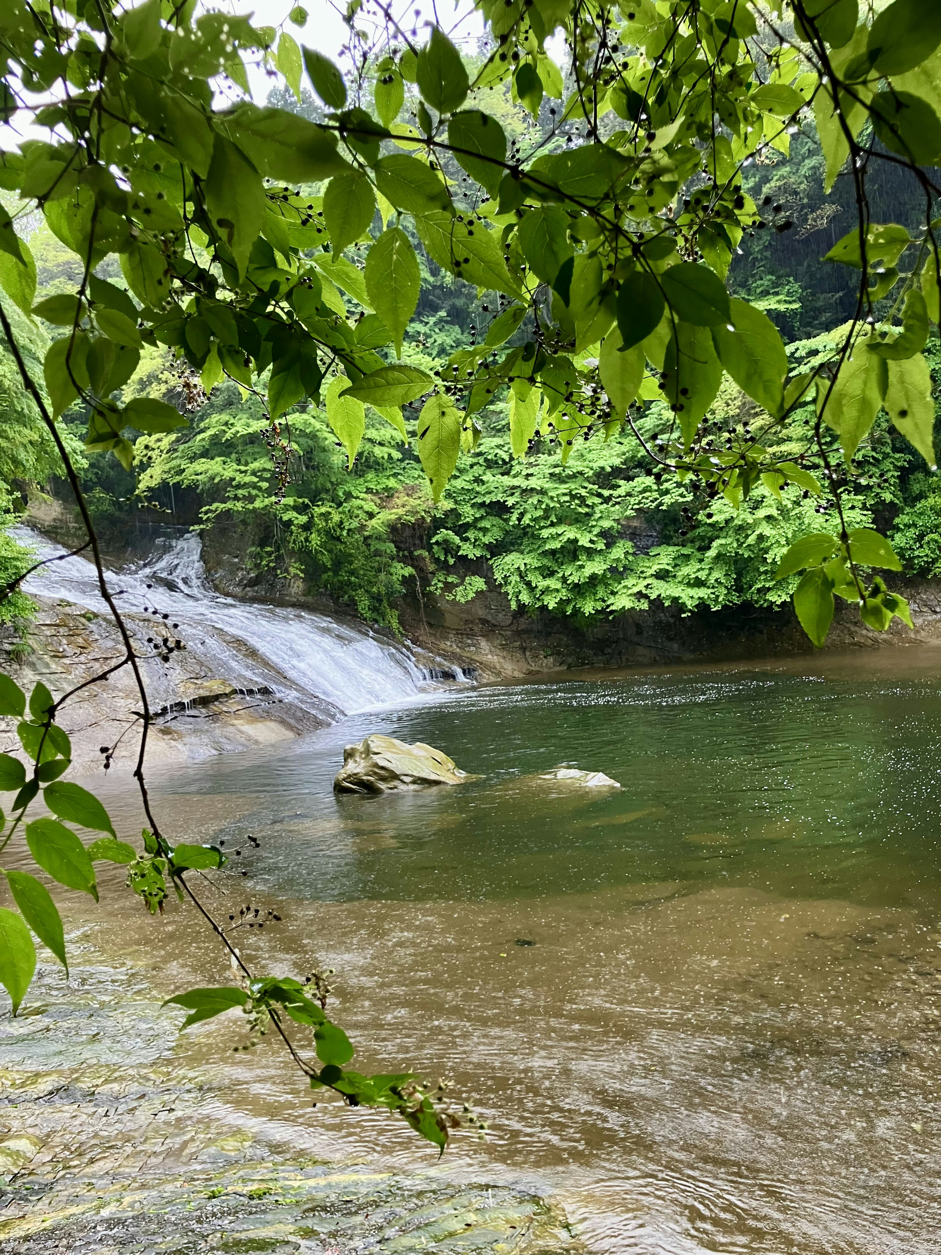 Pemandangan tenang dari air terjun yang dikelilingi daun hijau subur