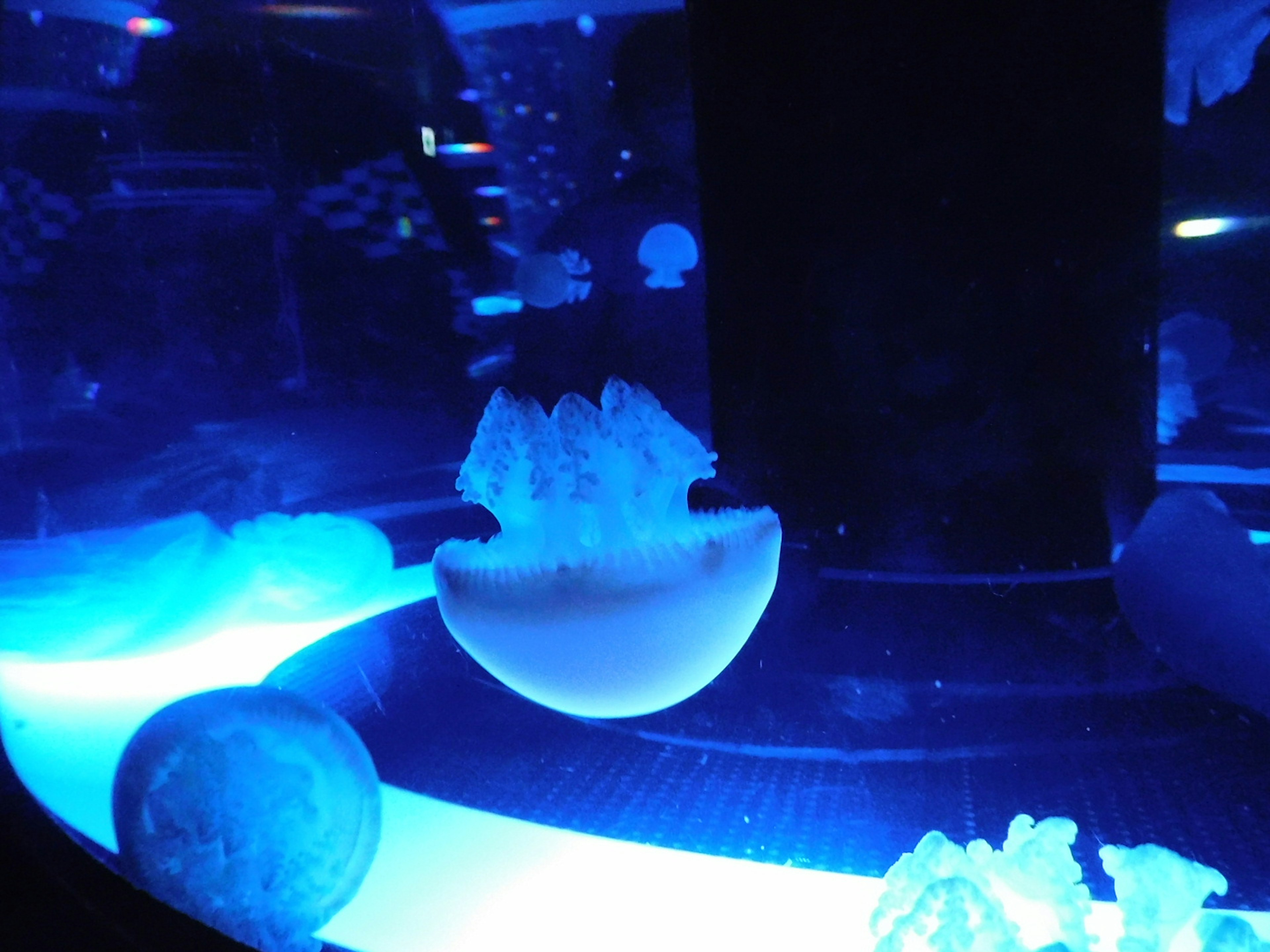 White jellyfish in a tank illuminated by blue light