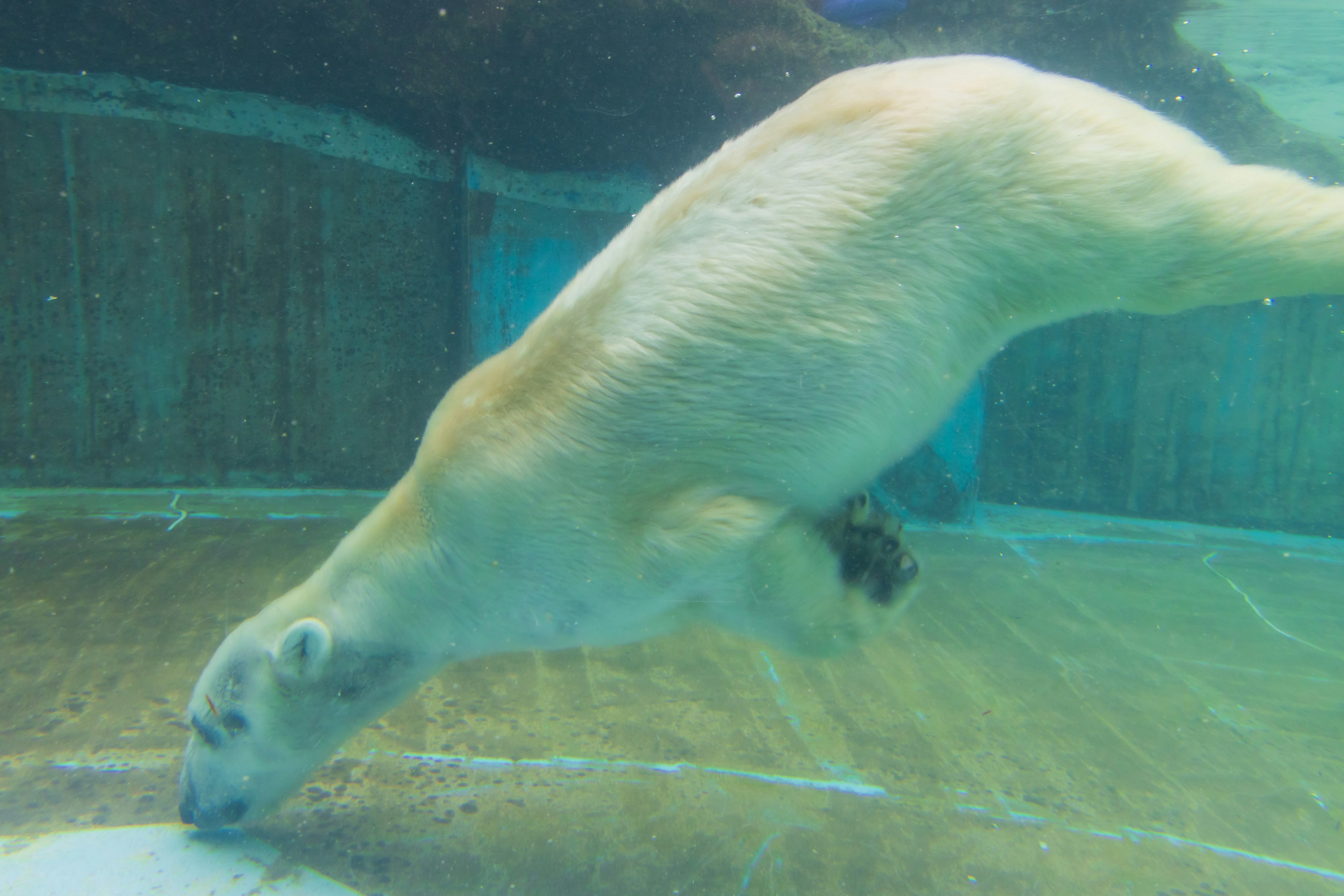 Foca nadando bajo el agua