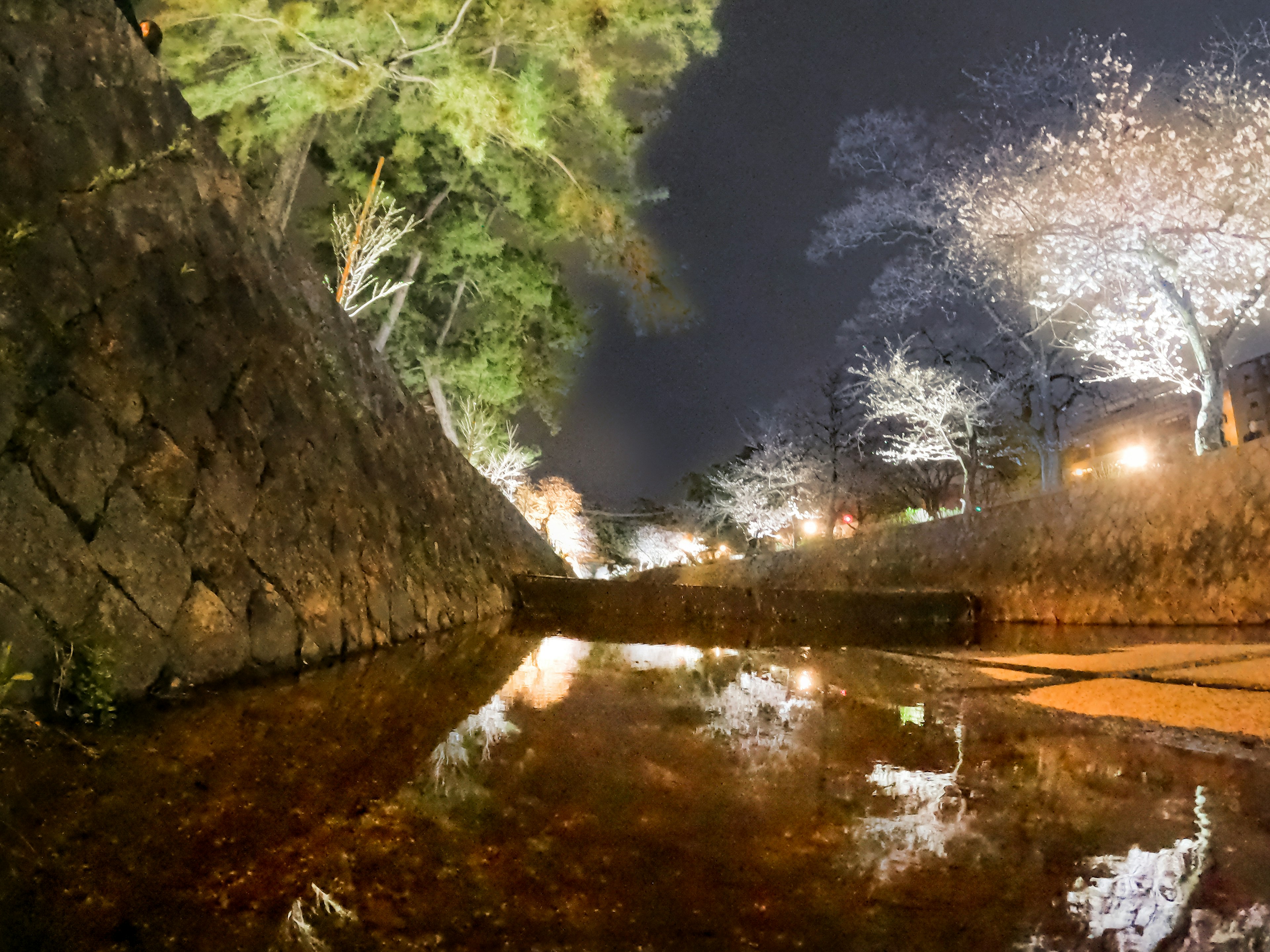 Escena nocturna con reflejos de farolas y árboles de cerezo en el agua