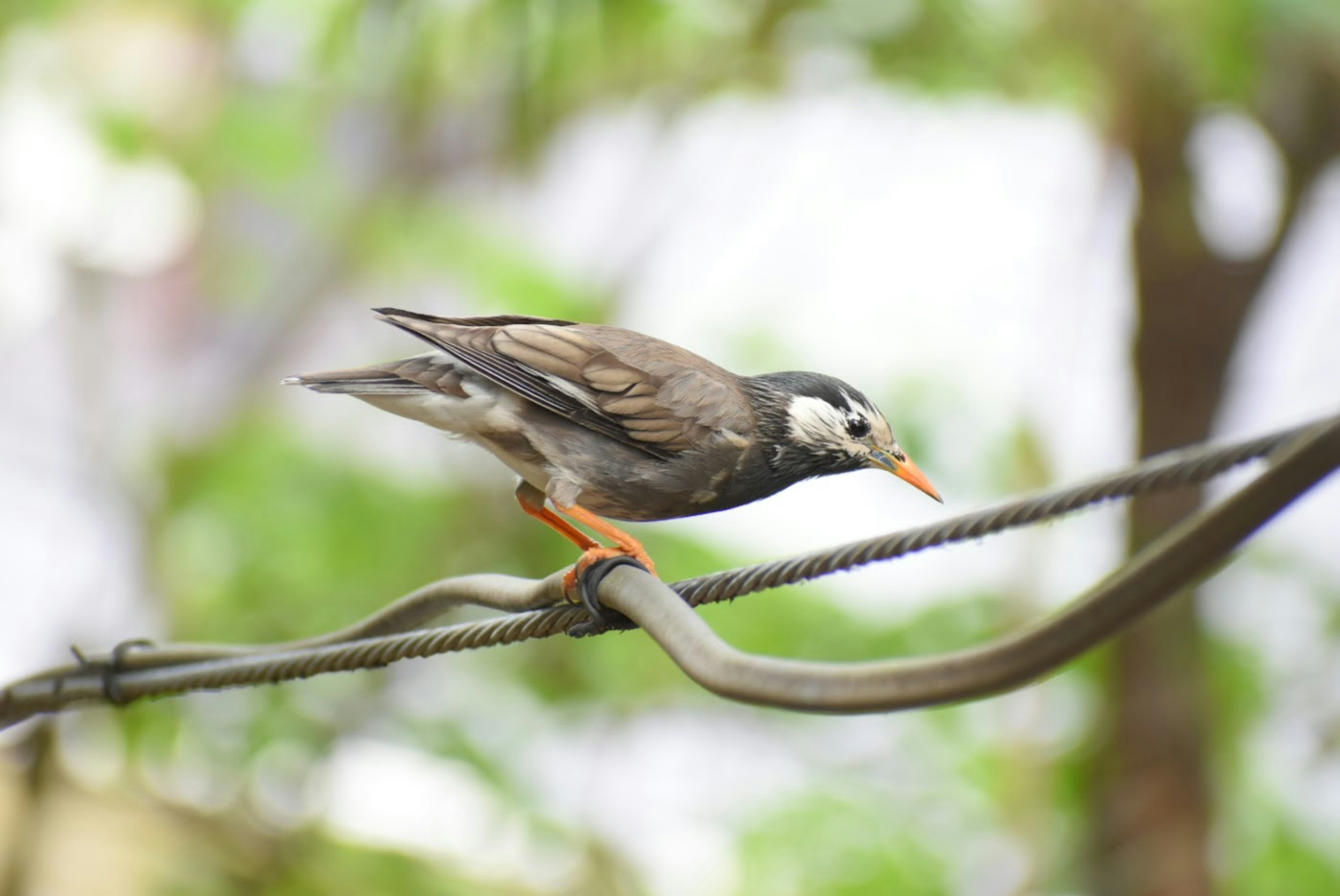 Gros plan d'un oiseau perché sur une branche L'oiseau a des plumes brunes et blanches