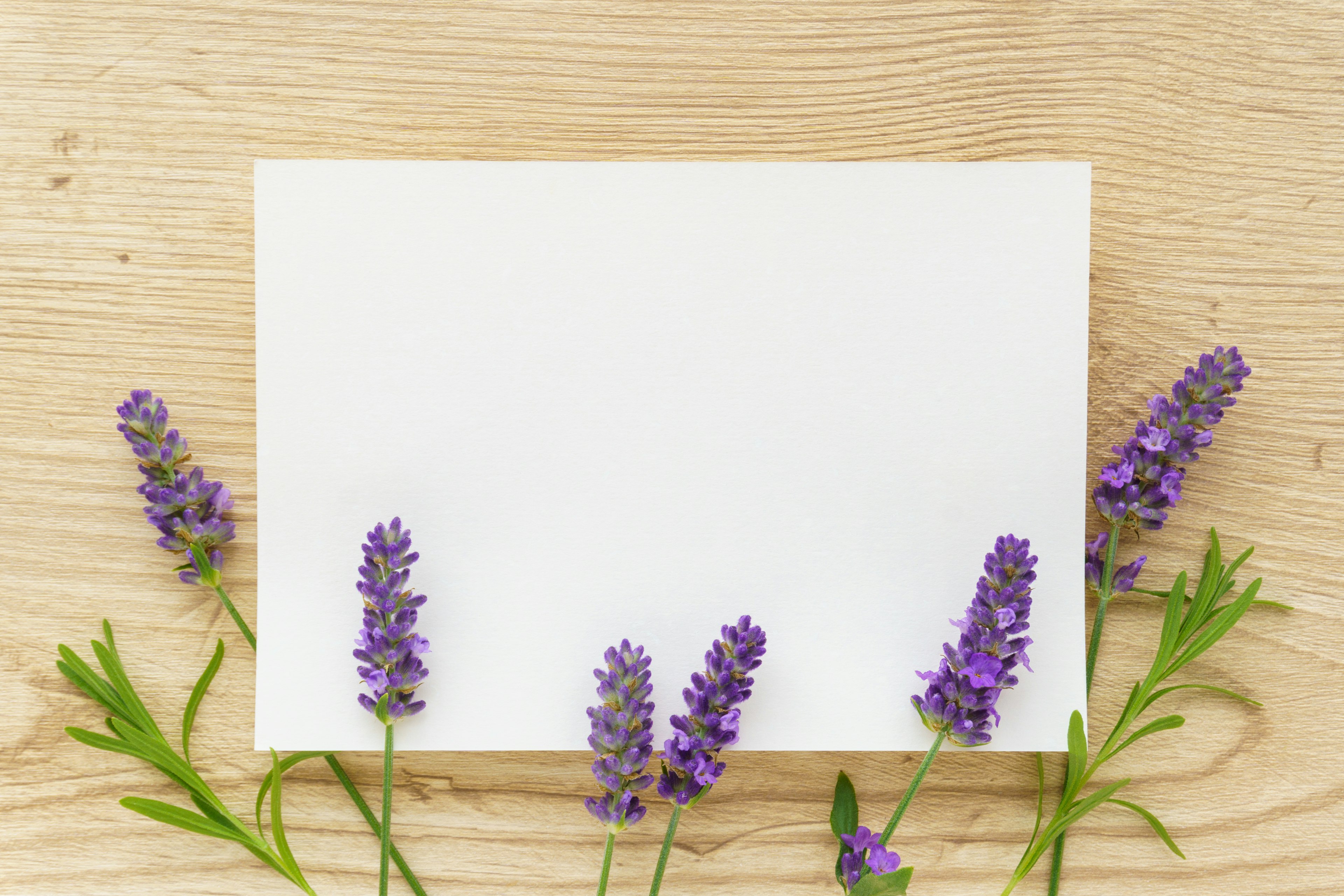 Flores de lavanda rodeando una tarjeta blanca sobre una mesa de madera