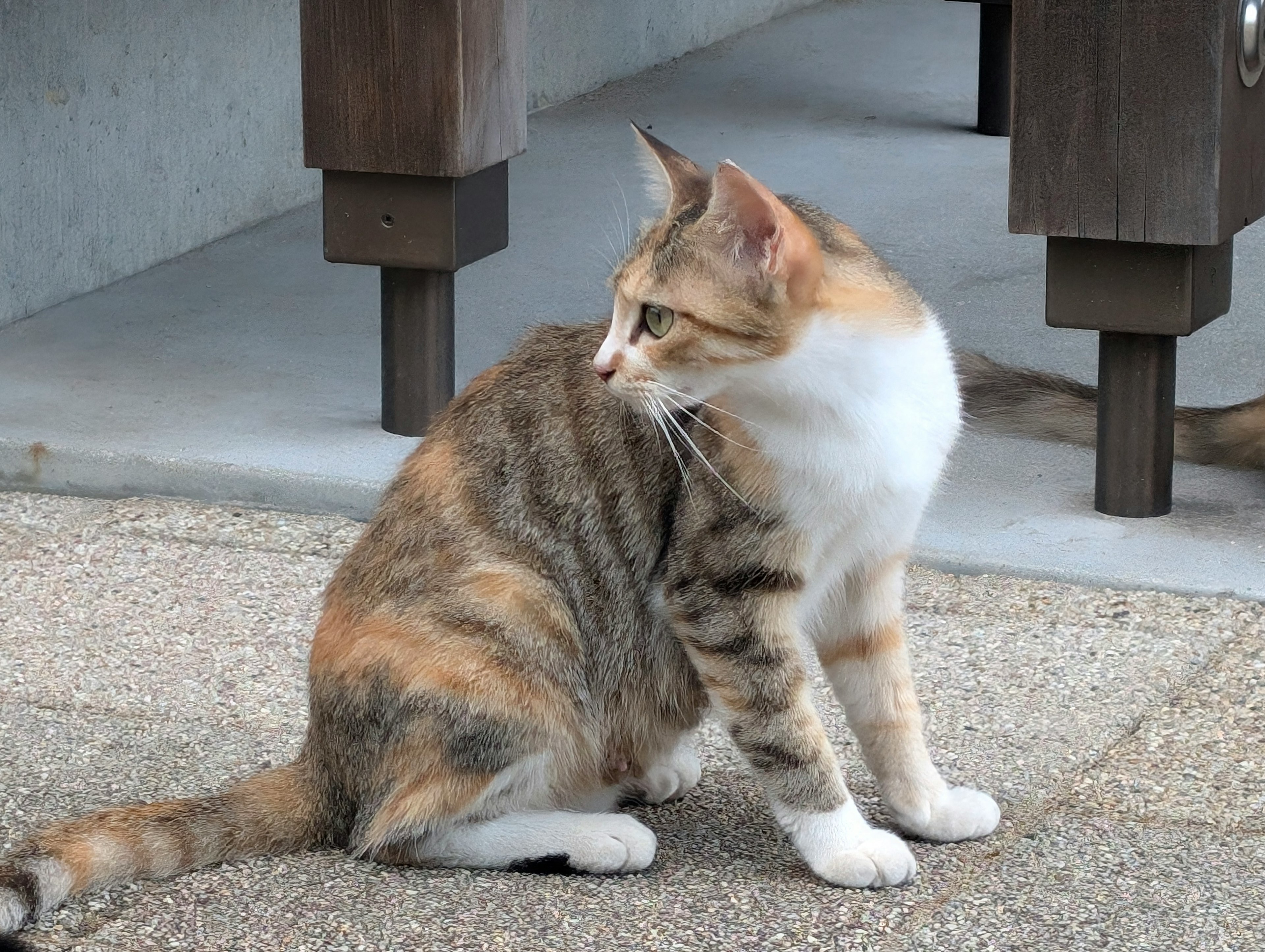 三毛猫が座っている姿で後ろを振り返っている