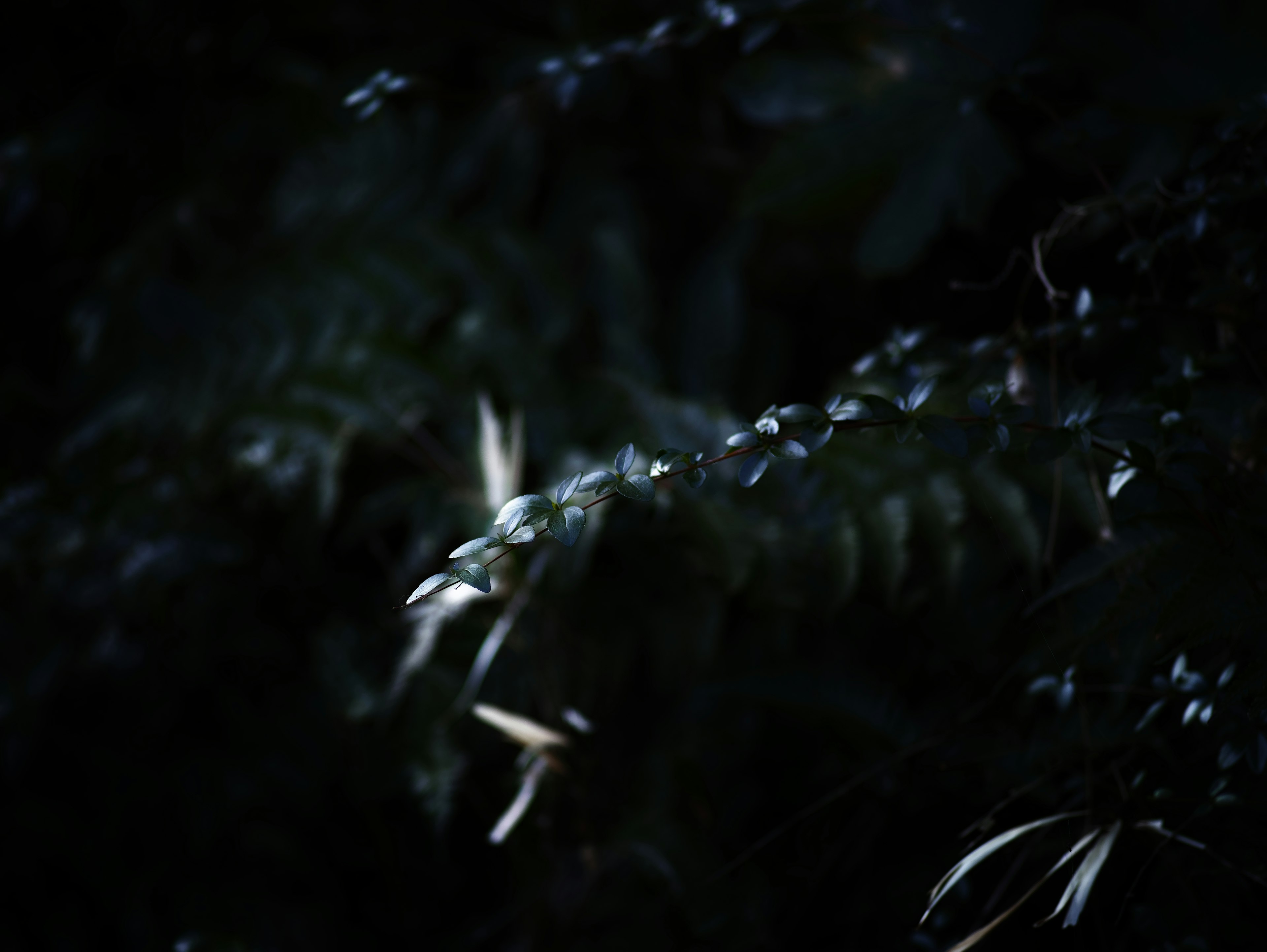 Green leaves with light reflections against a dark background