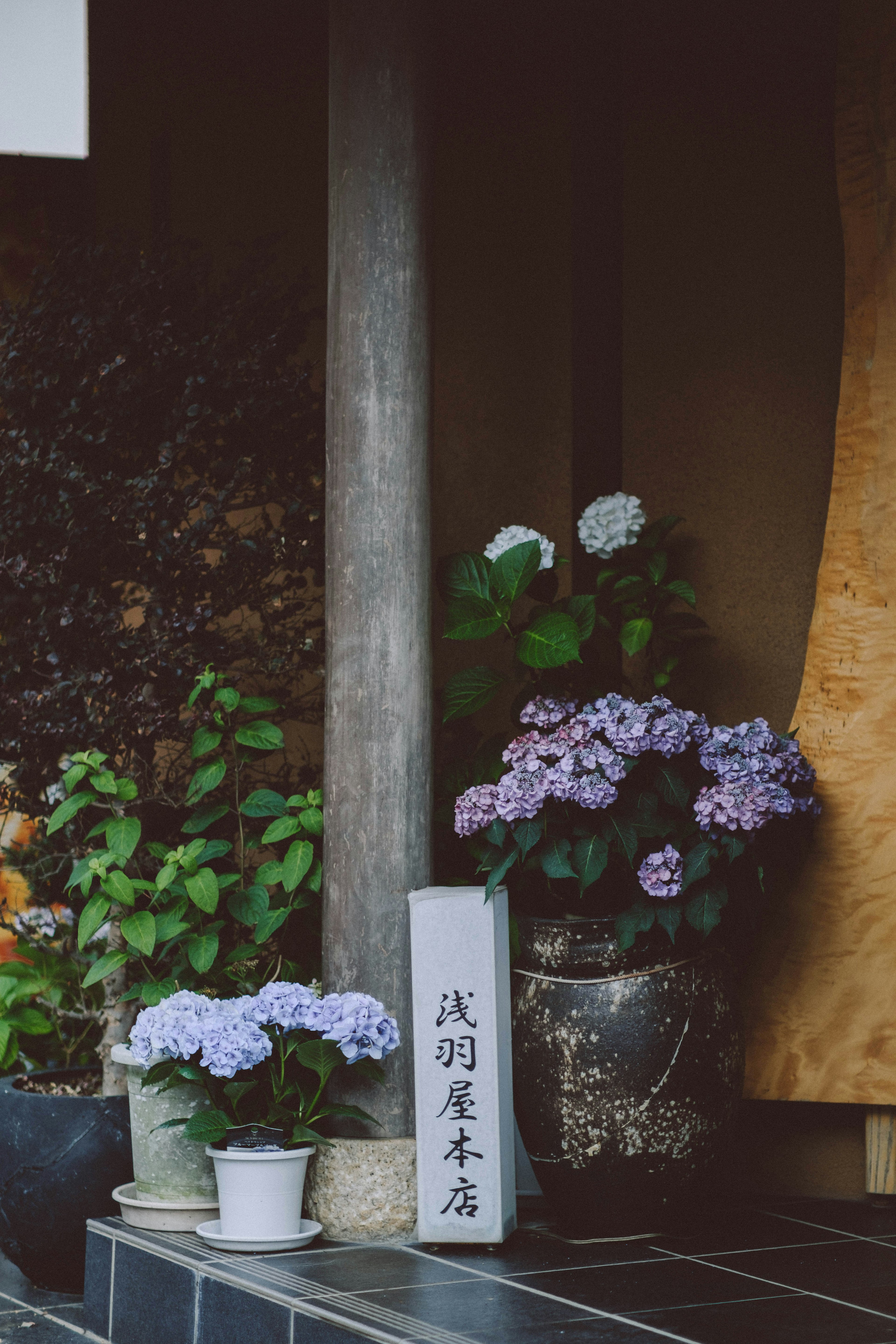 Hortensias y plantas en macetas dispuestas en una entrada