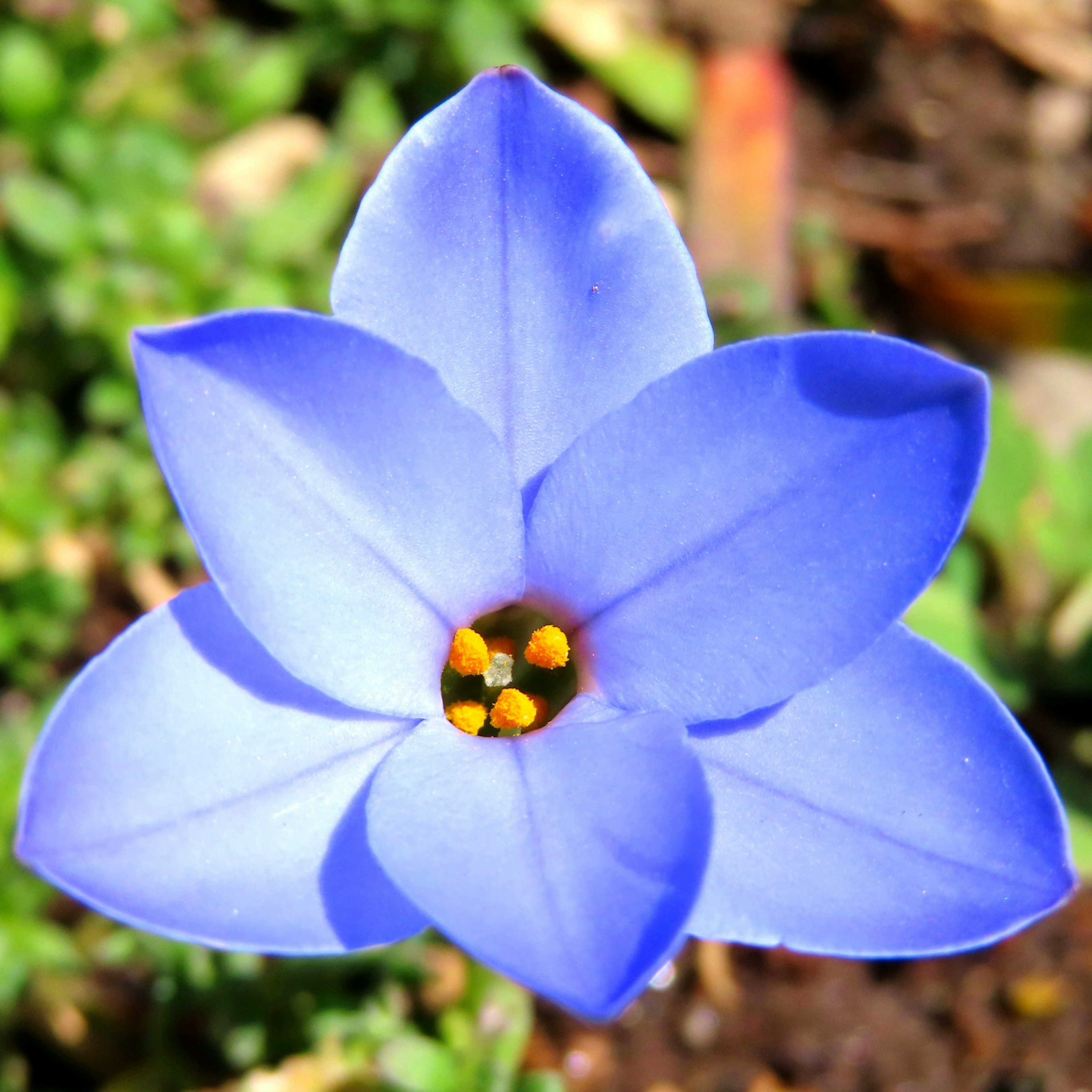 青い花の中心に黄色い雄しべがあり、緑の背景に映える