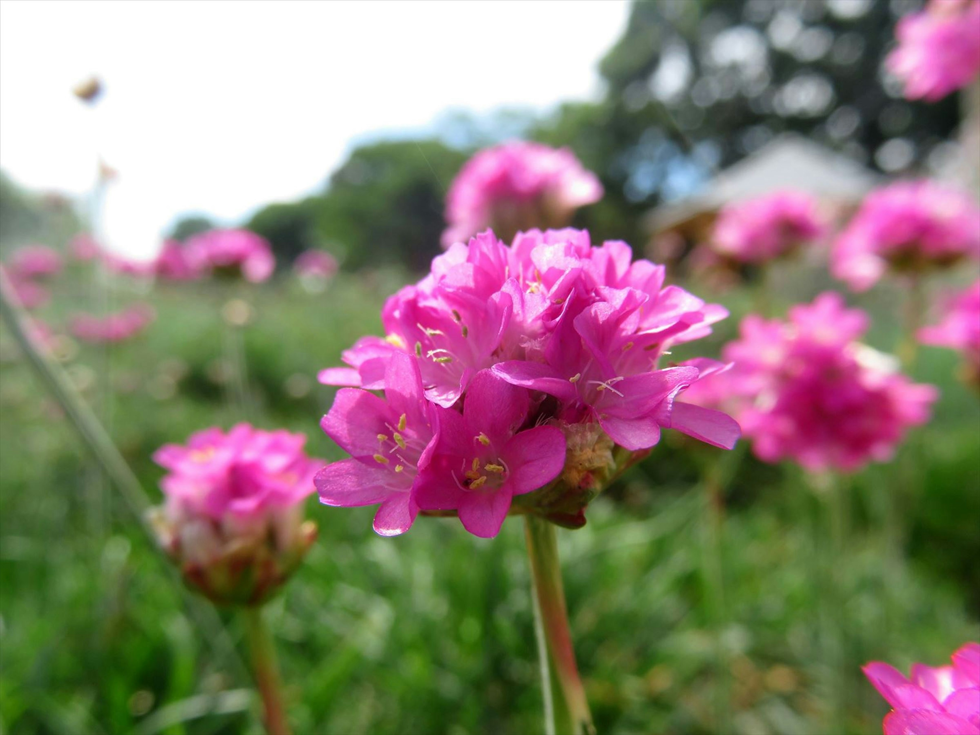 ピンクの小さな花が咲いている草原のクローズアップ